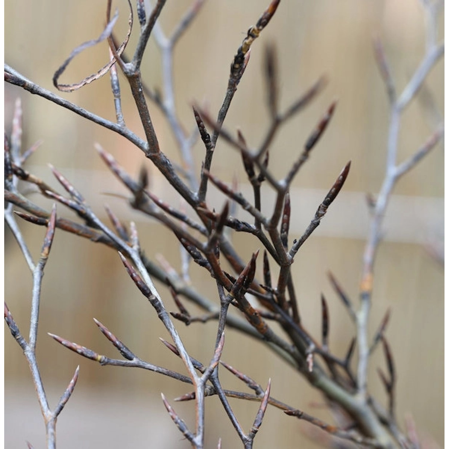 Hochstamm Geschlitztblättrige Rotbuche 80-100cm - Fagus sylvatica günstig online kaufen