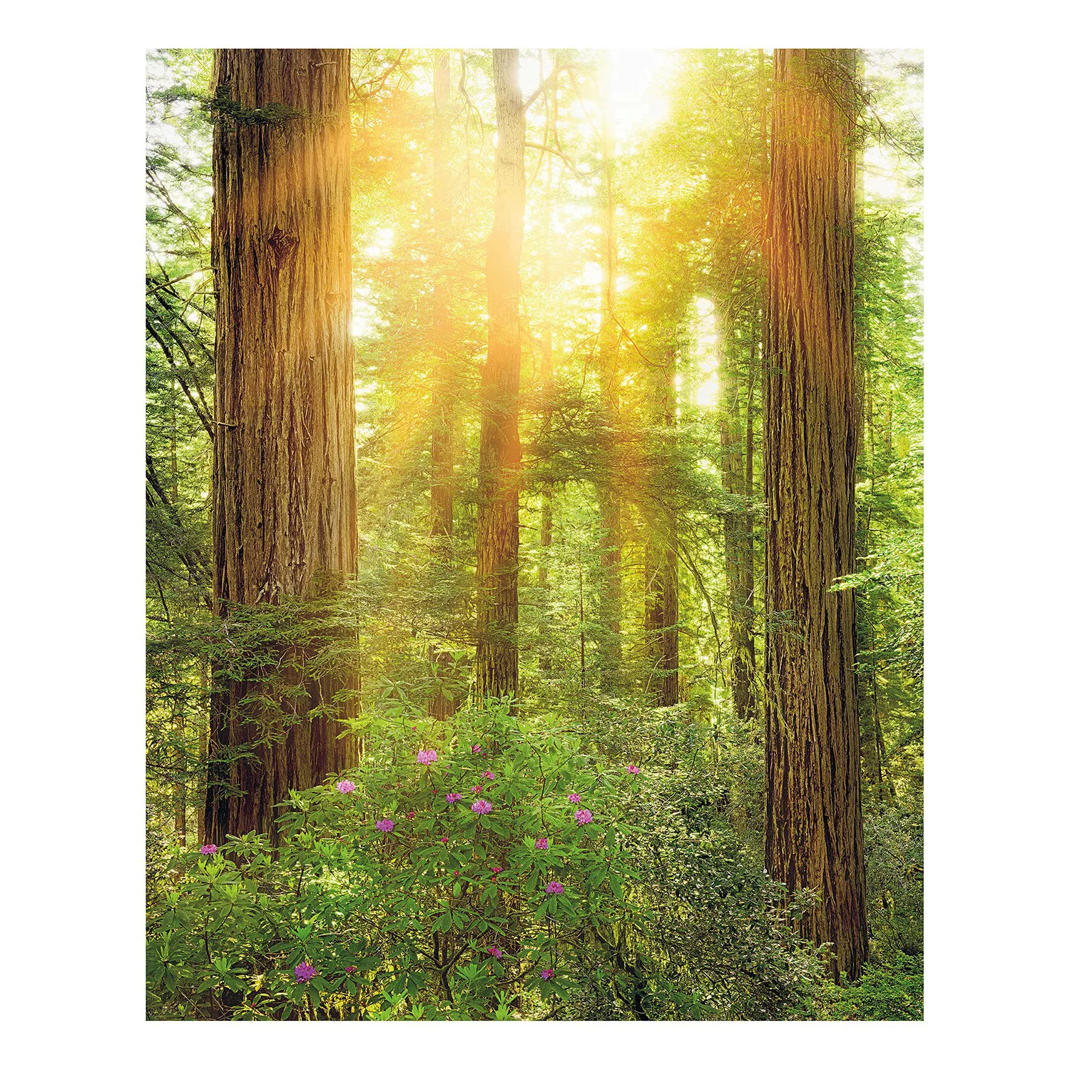 KOMAR Vlies Fototapete - Redwood - Größe 200 x 250 cm mehrfarbig günstig online kaufen