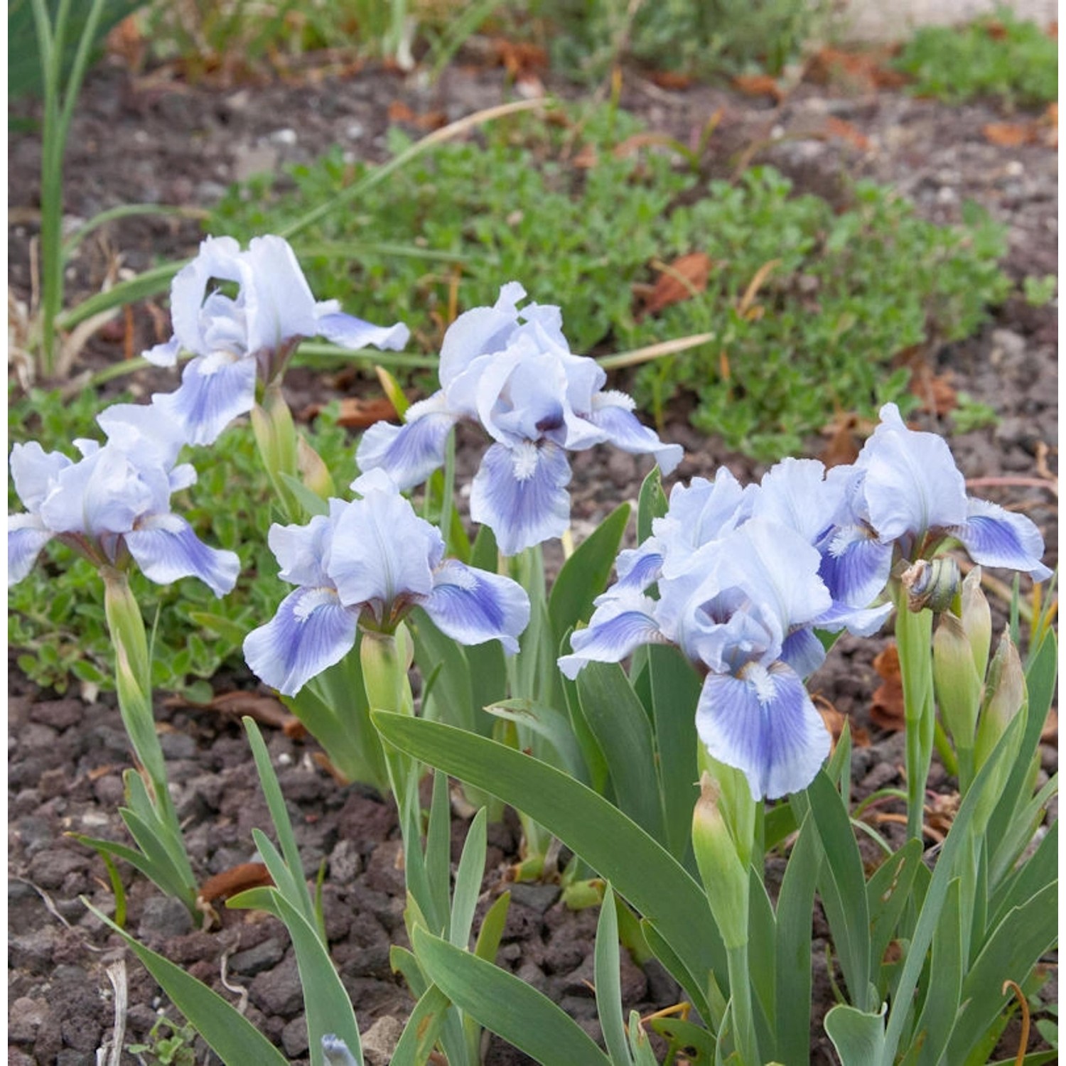 Zwergschwertlilie Little Sapphire - Iris barbata günstig online kaufen