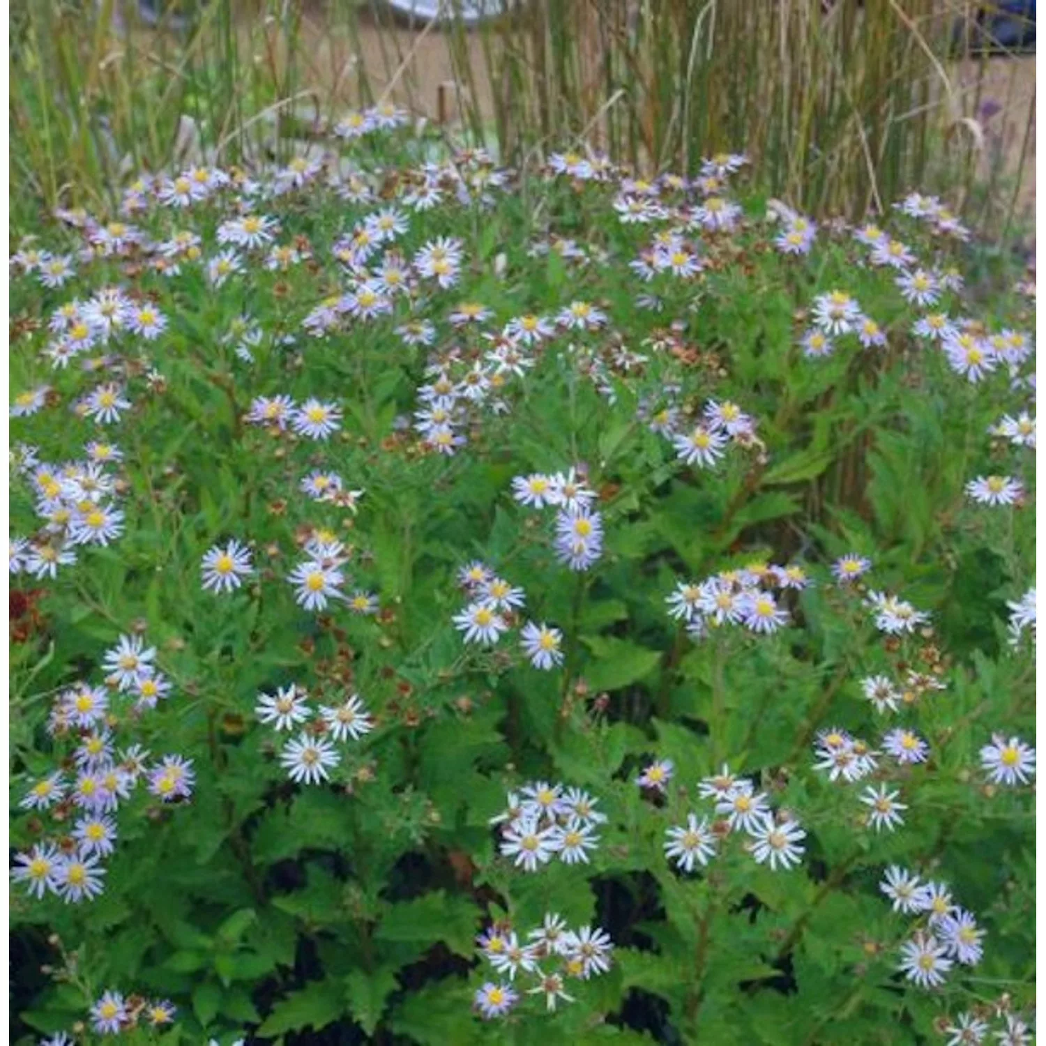 Pyrenäen Aster - Aster pyrenaeus günstig online kaufen