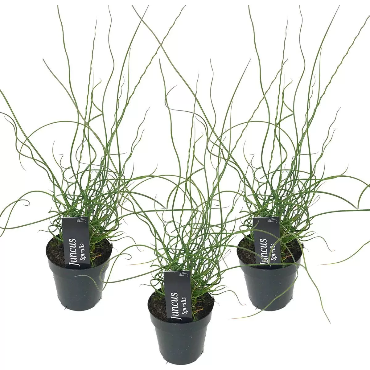 Casa Caron | Satz von 3 Juncus Spiralis günstig online kaufen