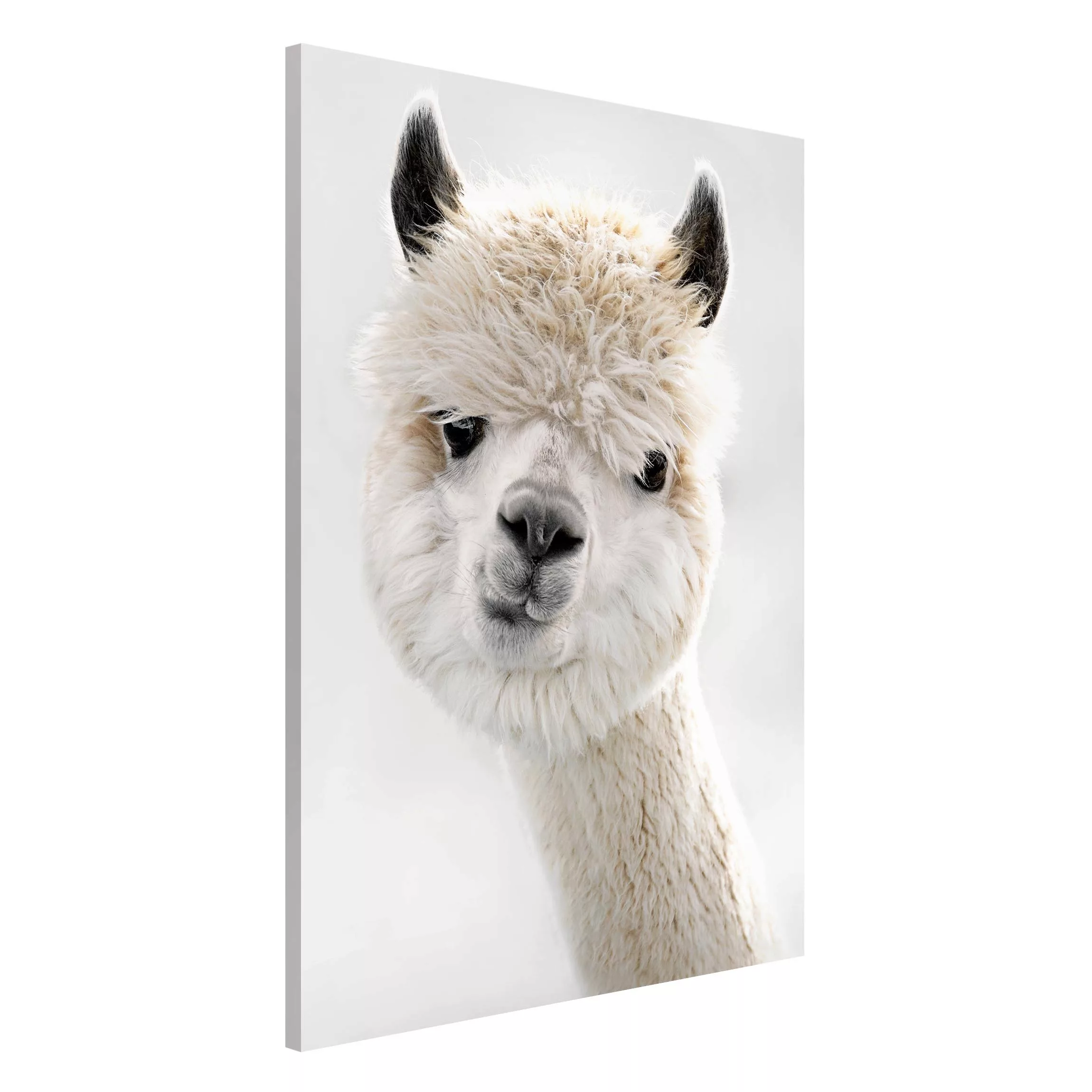 Magnettafel Alpaka Portrait günstig online kaufen