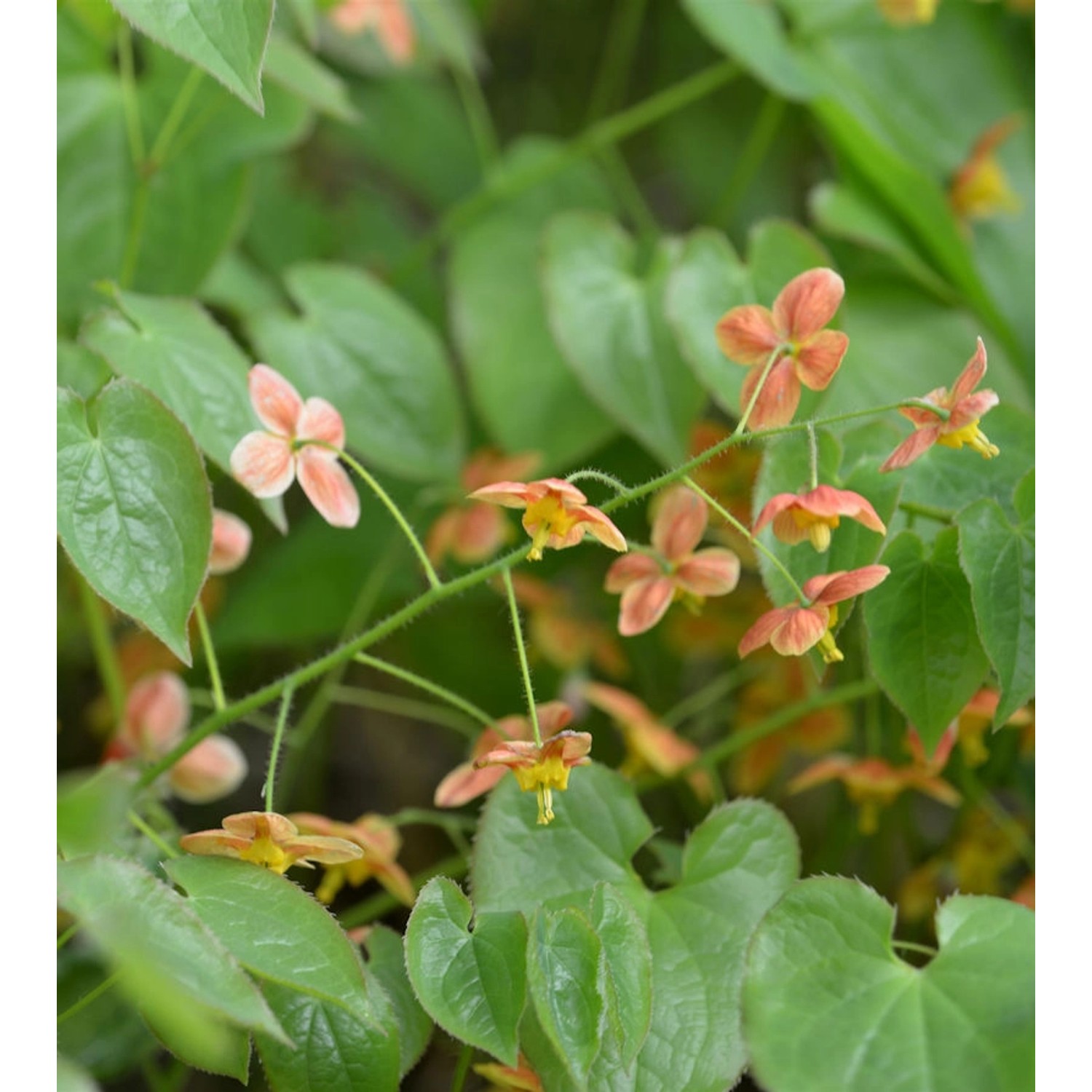 Elfenblume Orangekönigin - Epimedium warleyense günstig online kaufen