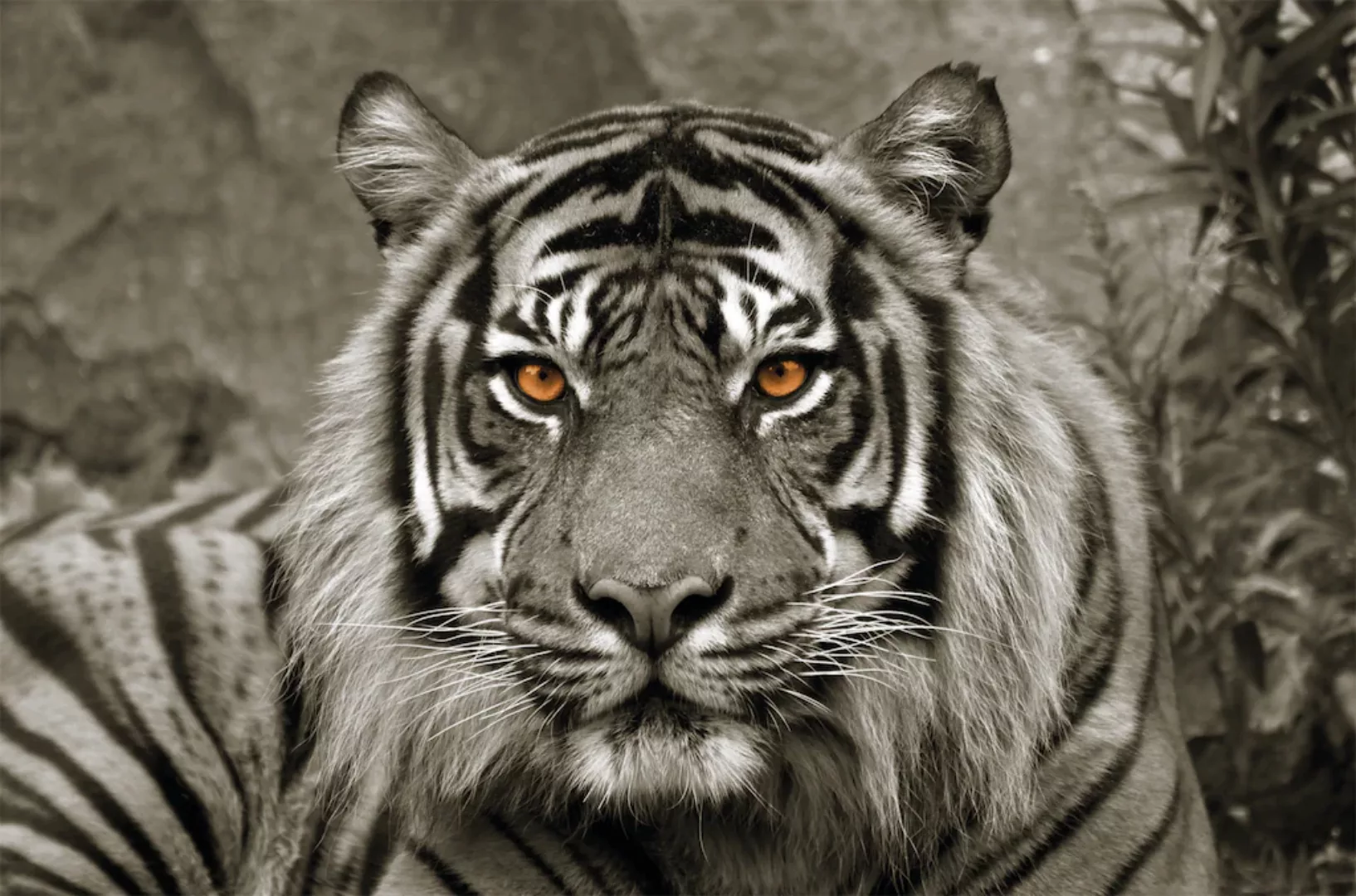 Bönninghoff Leinwandbild "Tiger", (1 St.) günstig online kaufen