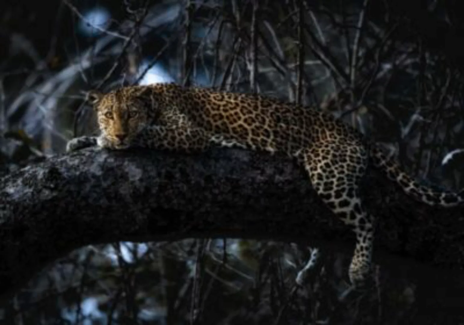 KOMAR Vlies Fototapete - Panthera - Größe 400 x 280 cm mehrfarbig günstig online kaufen