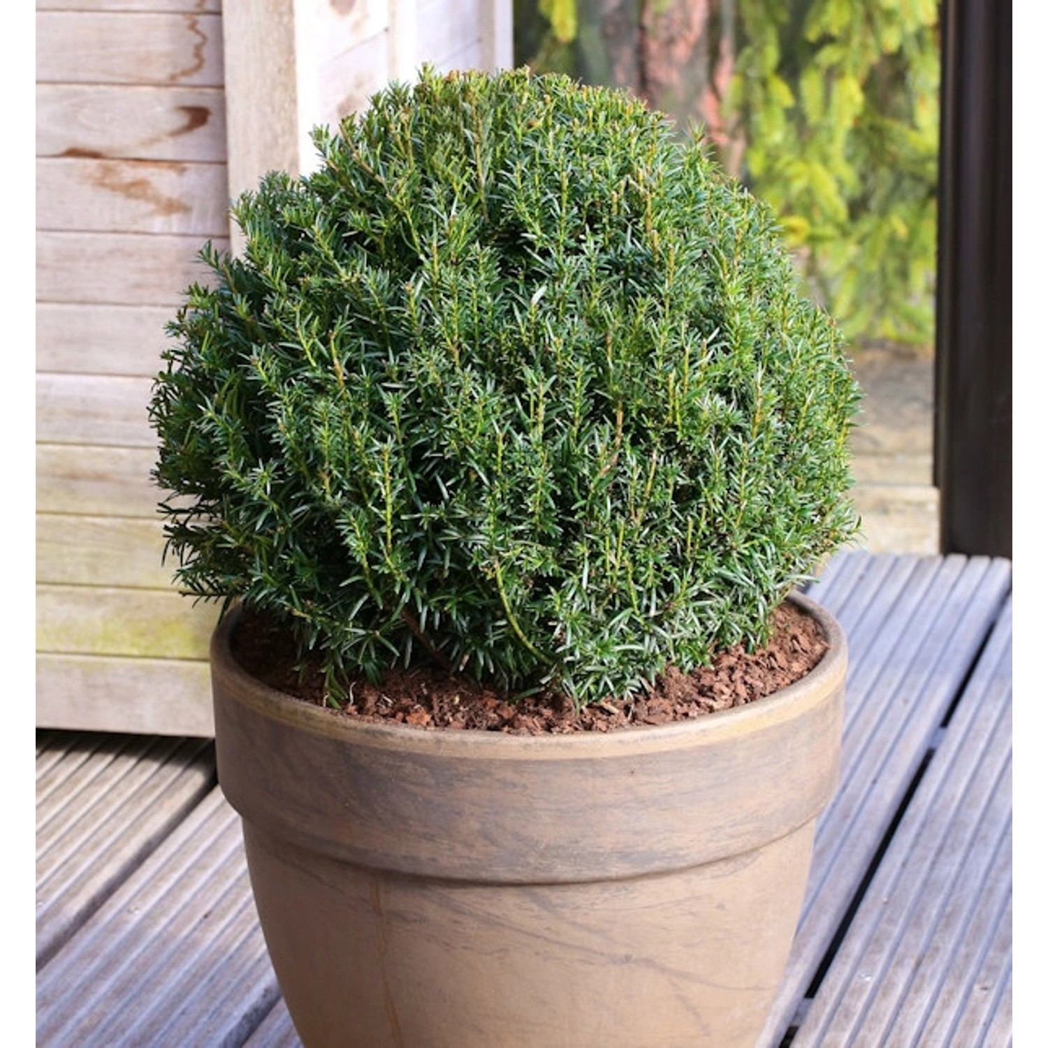 Kugelschnitt Eibe Osterberg 30-40cm - Taxus baccata günstig online kaufen