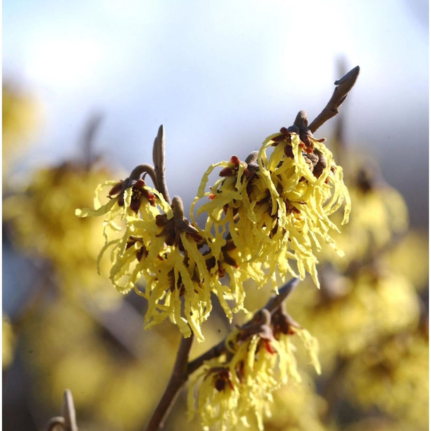 Schwefelgelbe Zaubernuß Arnold Promise 40-60cm - Hamamelis intermedia günstig online kaufen