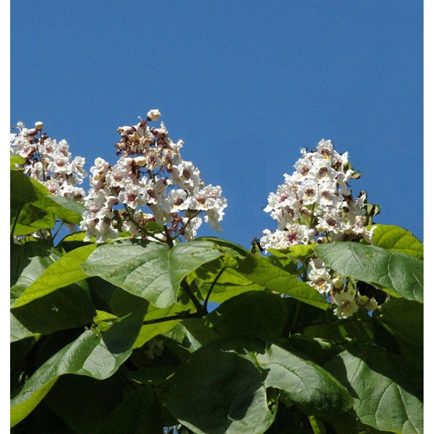 Trompetenbaum 100-125cm - Catalpa bignonioides günstig online kaufen