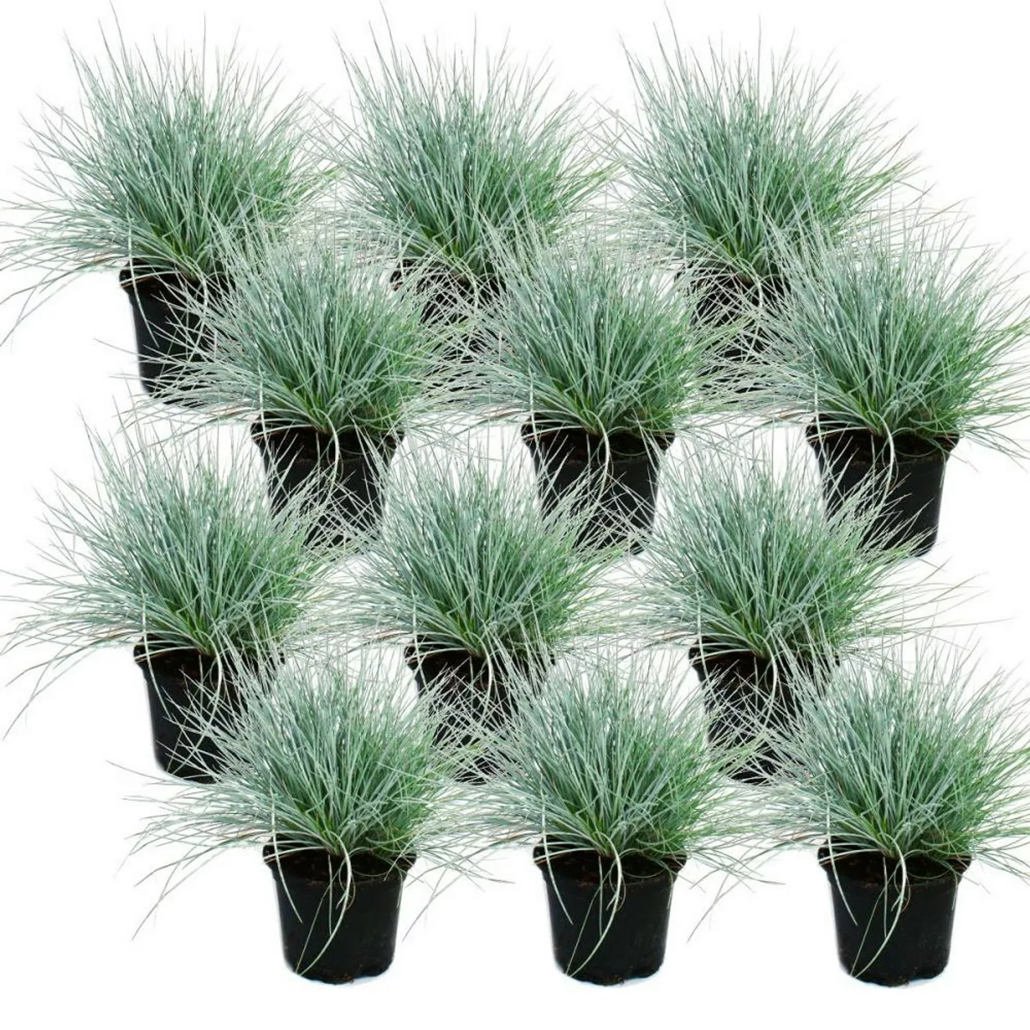 Exotenherz Blauschwingel-Gras Festuca Glauca Set mit 12 Pflanzen 9cm Topf günstig online kaufen