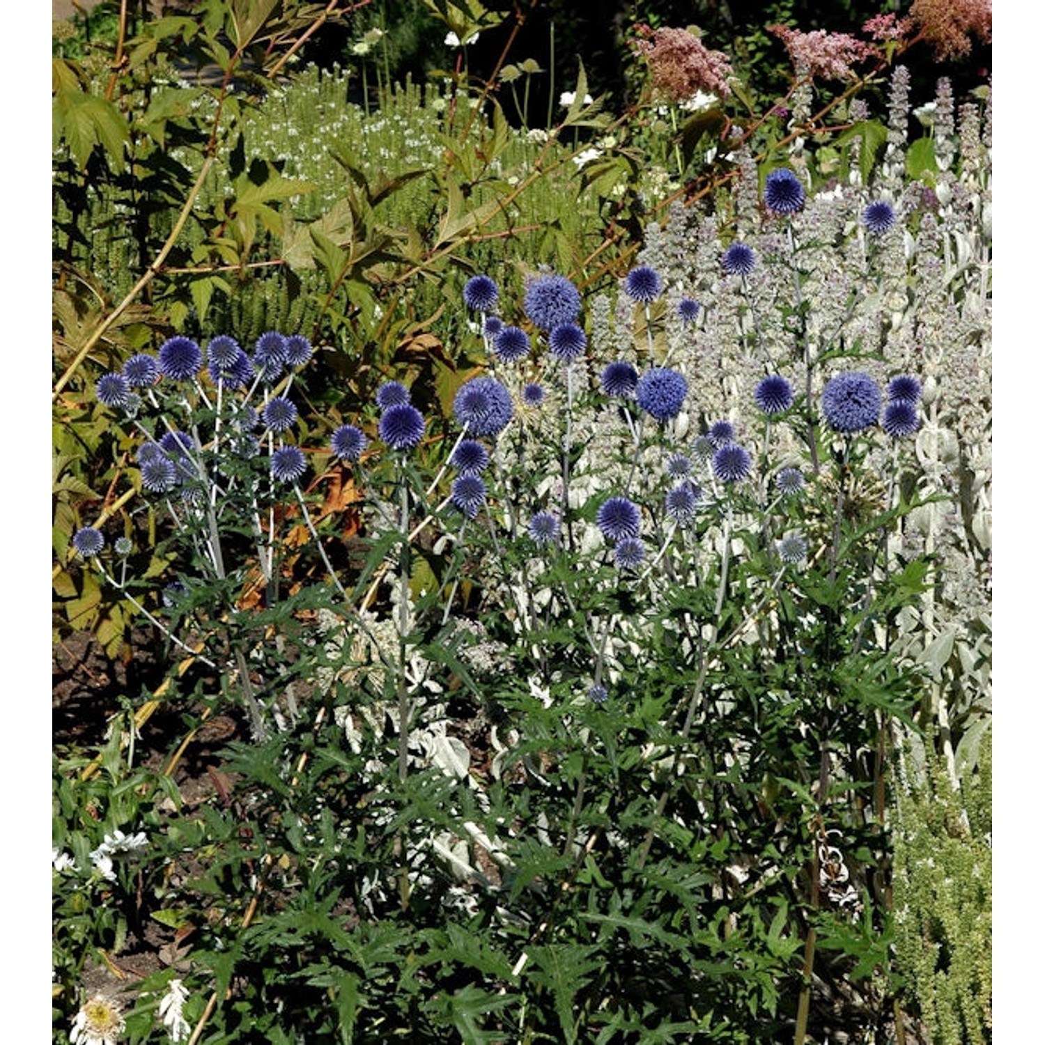 Kugeldistel Blue Globe - Echinops bannaticus günstig online kaufen