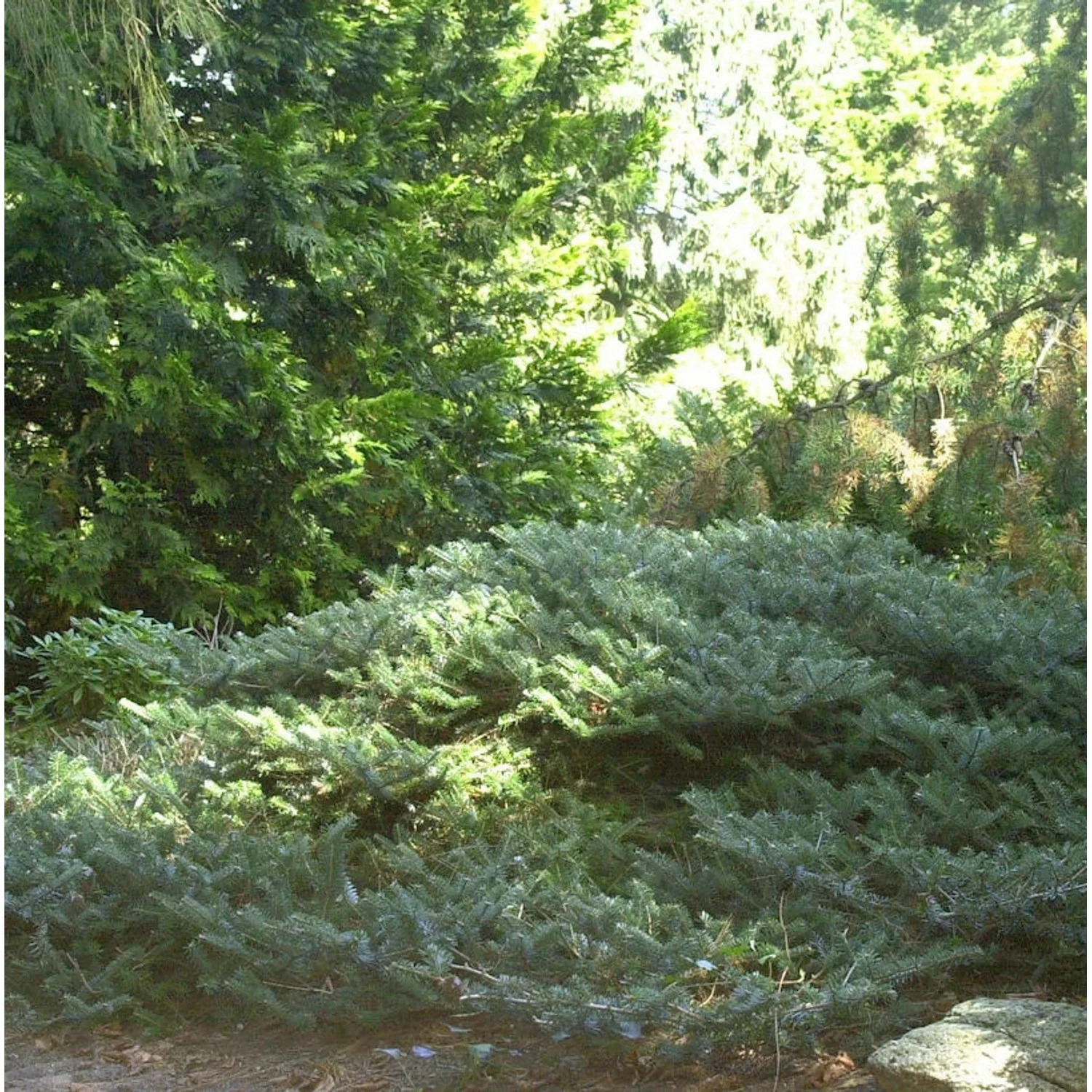 Zwerg Koreatanne Compacta 25-30cm - Abies koreana Compacta günstig online kaufen