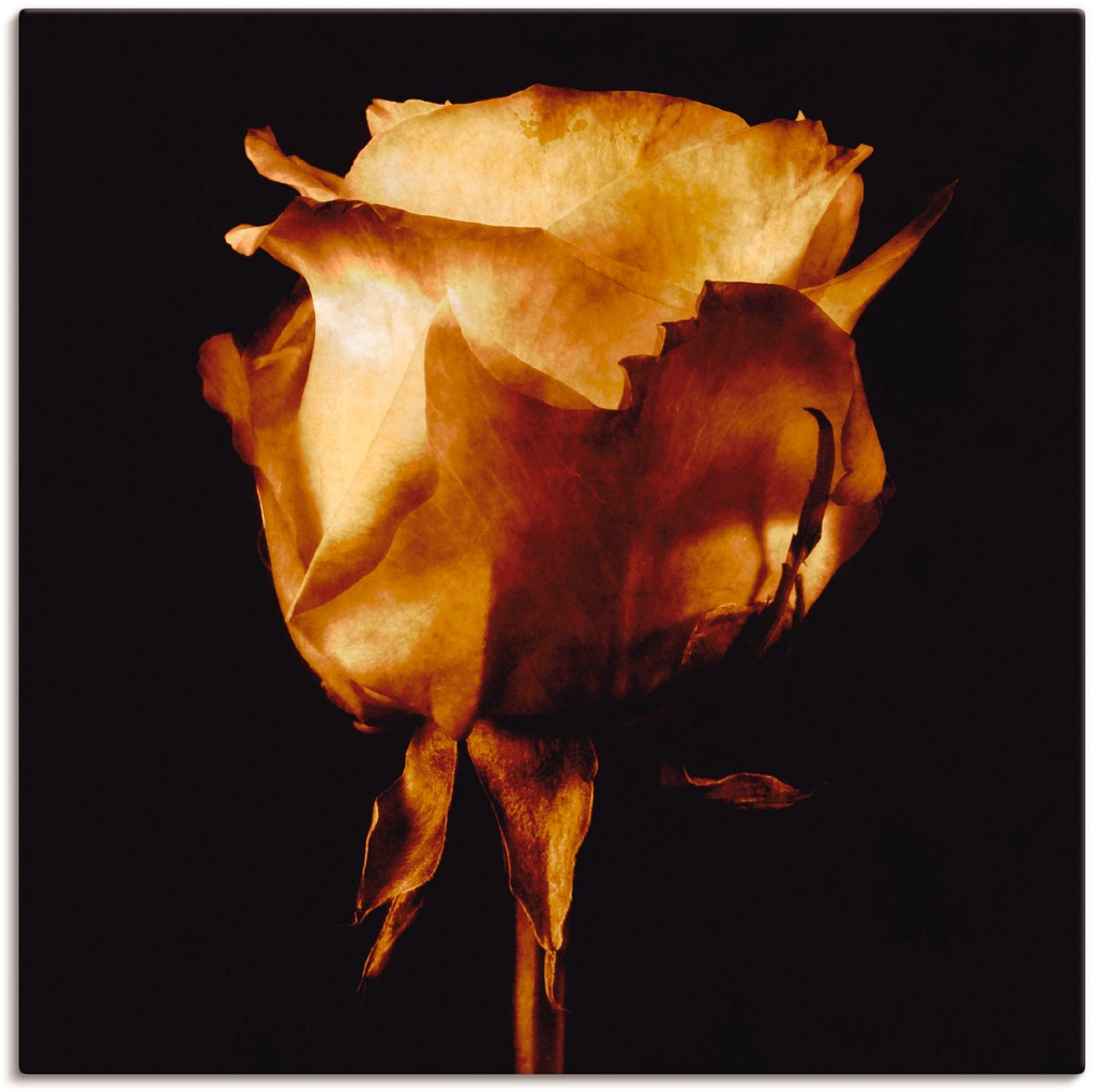 Artland Wandbild "Vergoldete Rose", Blumen, (1 St.), als Leinwandbild, Post günstig online kaufen