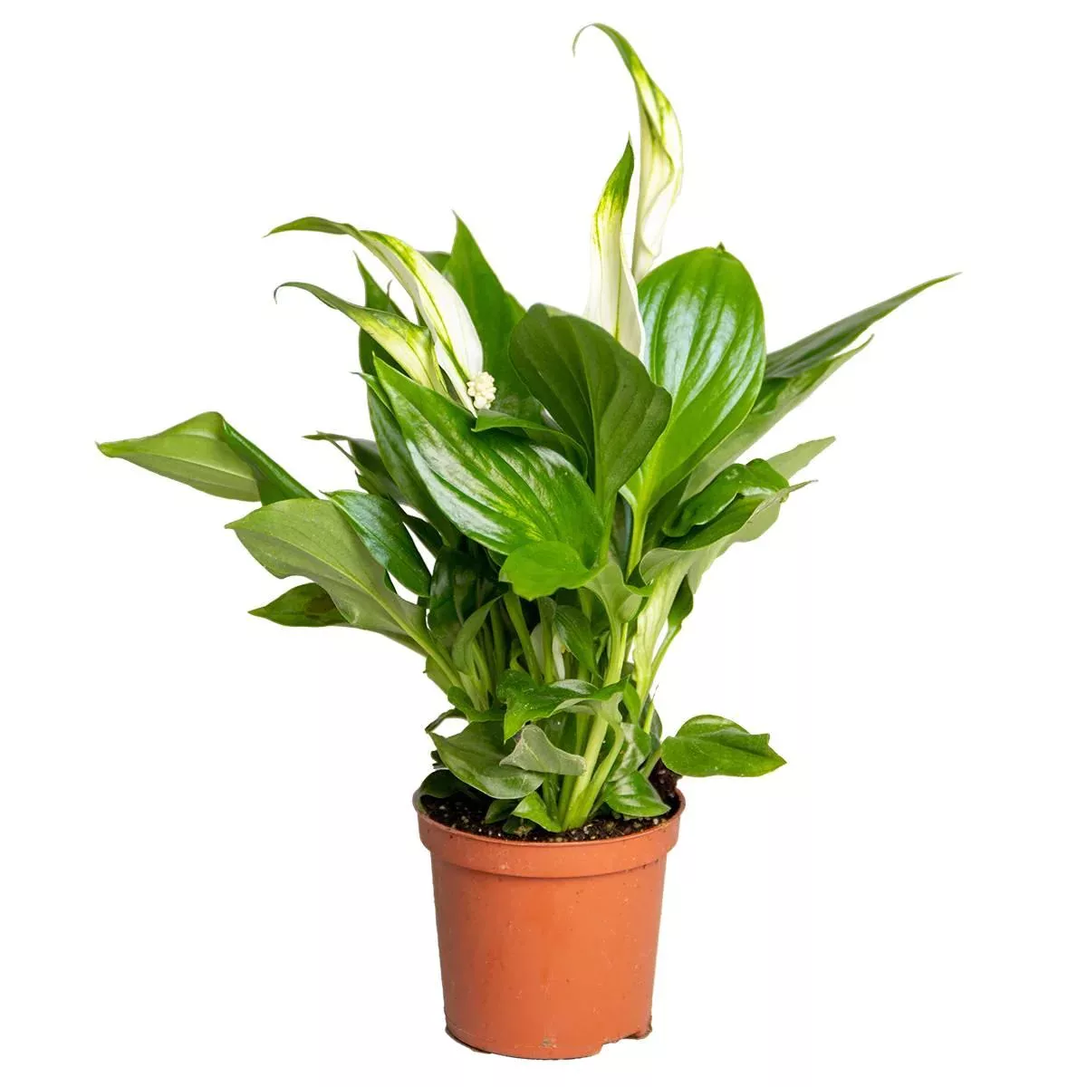 Casa Caron | Spathiphyllum Pearl Amor günstig online kaufen