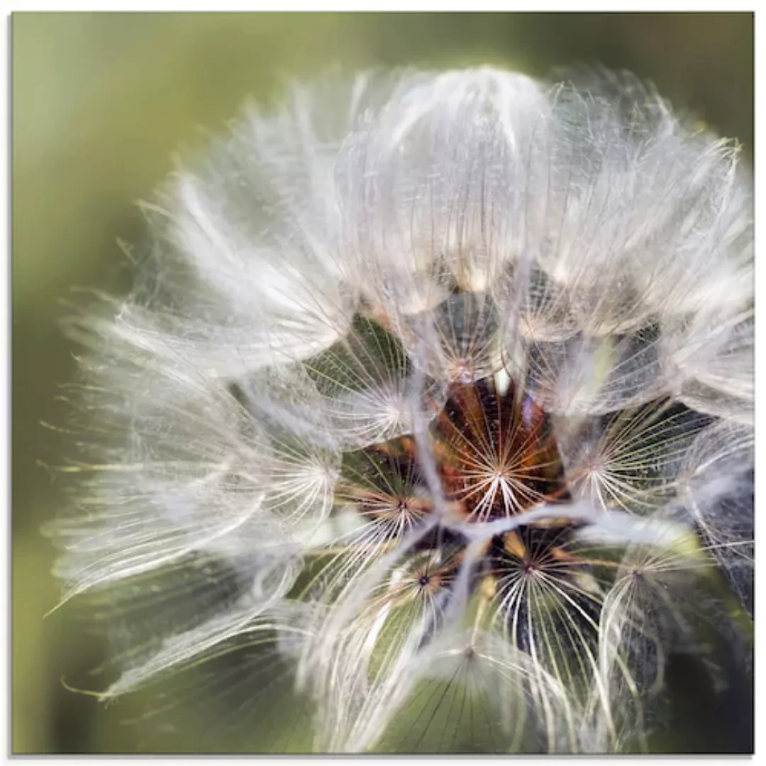 Artland Glasbild »Pusteblume II«, Blumen, (1 St.), in verschiedenen Größen günstig online kaufen