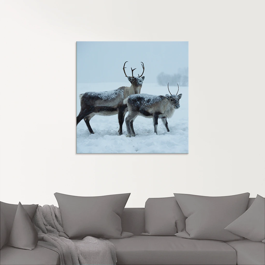Artland Glasbild "Rentier", Wildtiere, (1 St.), in verschiedenen Größen günstig online kaufen
