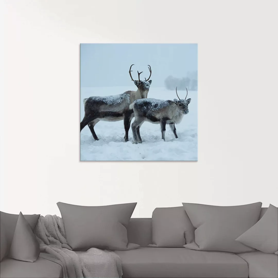 Artland Glasbild »Rentier«, Wildtiere, (1 St.), in verschiedenen Größen günstig online kaufen