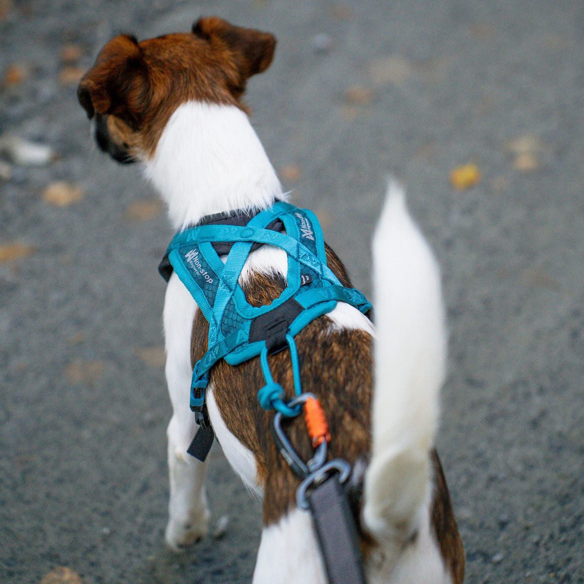 Non-stop dogwear Hunde-Geschirr Geschirr Rush Harness günstig online kaufen