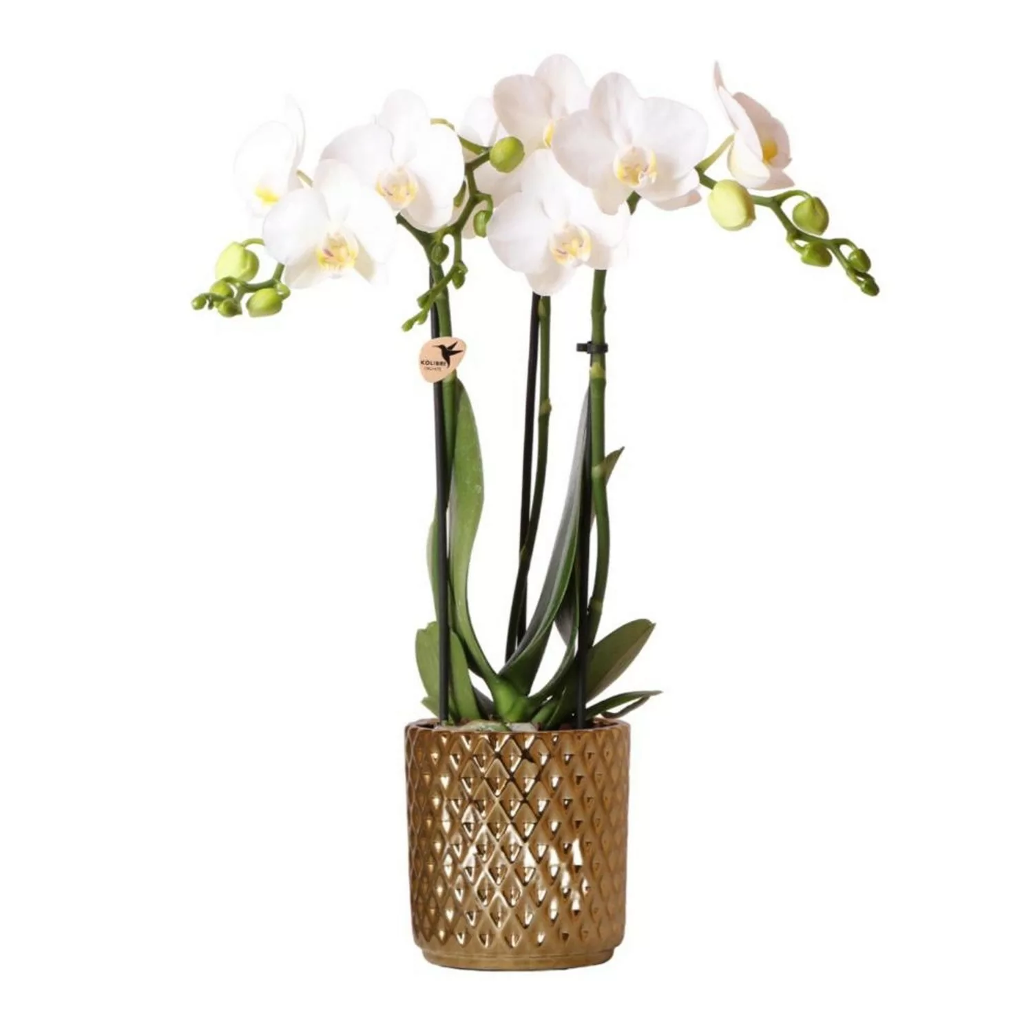 Kolibri Orchids Weiße Phalaenopsis Orchidee Amabilis & Diamant Dekotopf Gol günstig online kaufen
