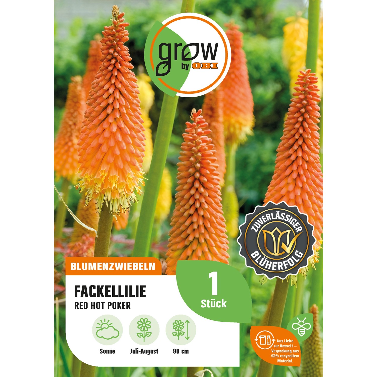 GROW by OBI Fackellilie Red Hot Poker Höhe ca. 80 cm Kniphofia uvaria günstig online kaufen