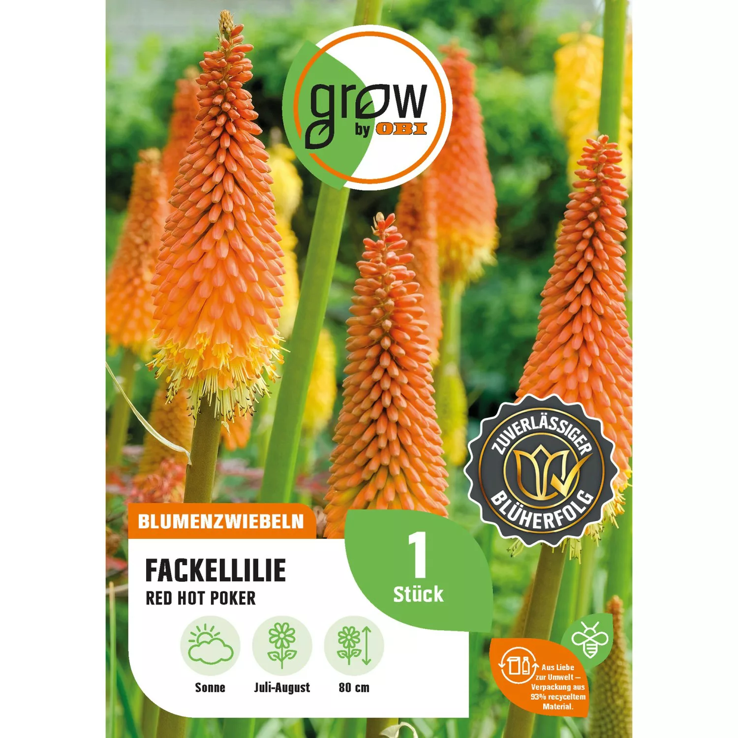 GROW by OBI Fackellilie Red Hot Poker Höhe ca. 80 cm Kniphofia uvaria günstig online kaufen