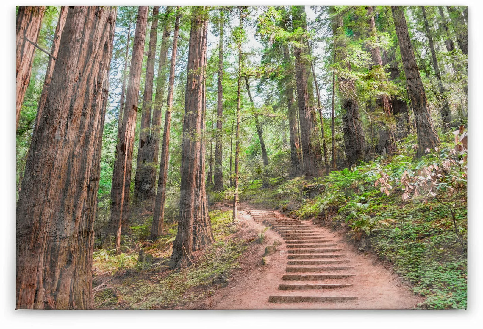 A.S. Création Leinwandbild "Forest Walk", Wald, (1 St.), Waldweg Wald Bild günstig online kaufen