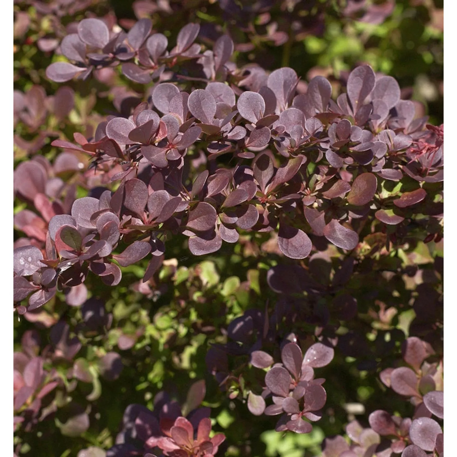 Rote Heckenbeberitze 40-60cm - Berberis thunbergii Atropurpurea günstig online kaufen