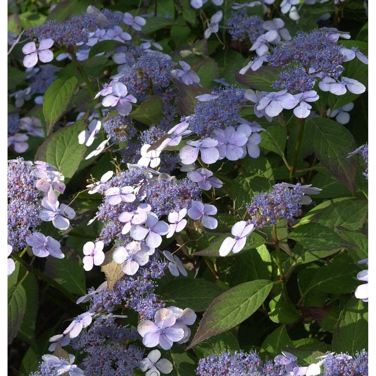 Kleinwüchsige Gartenhortensie Acuminata 30-40cm - Hydrangea serrata günstig online kaufen