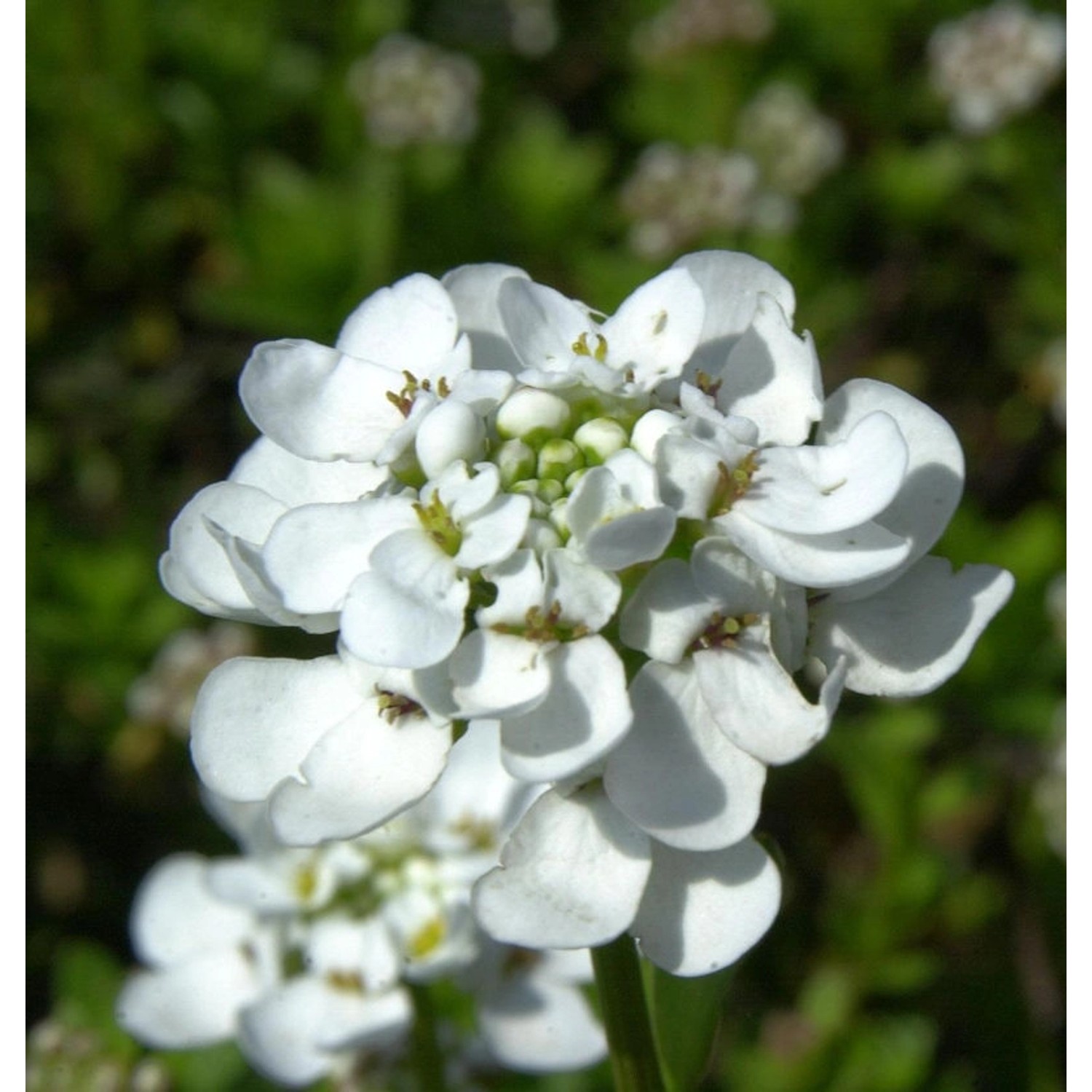 Schleifenblume Zwergschneeflocke - Iberis sempervirens günstig online kaufen