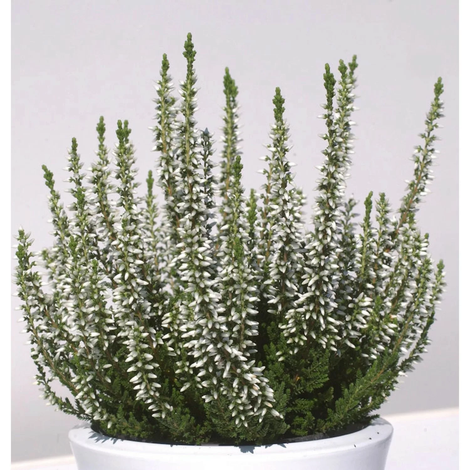10x Knospenheide Gardengirls Alicia - Calluna vulgaris günstig online kaufen