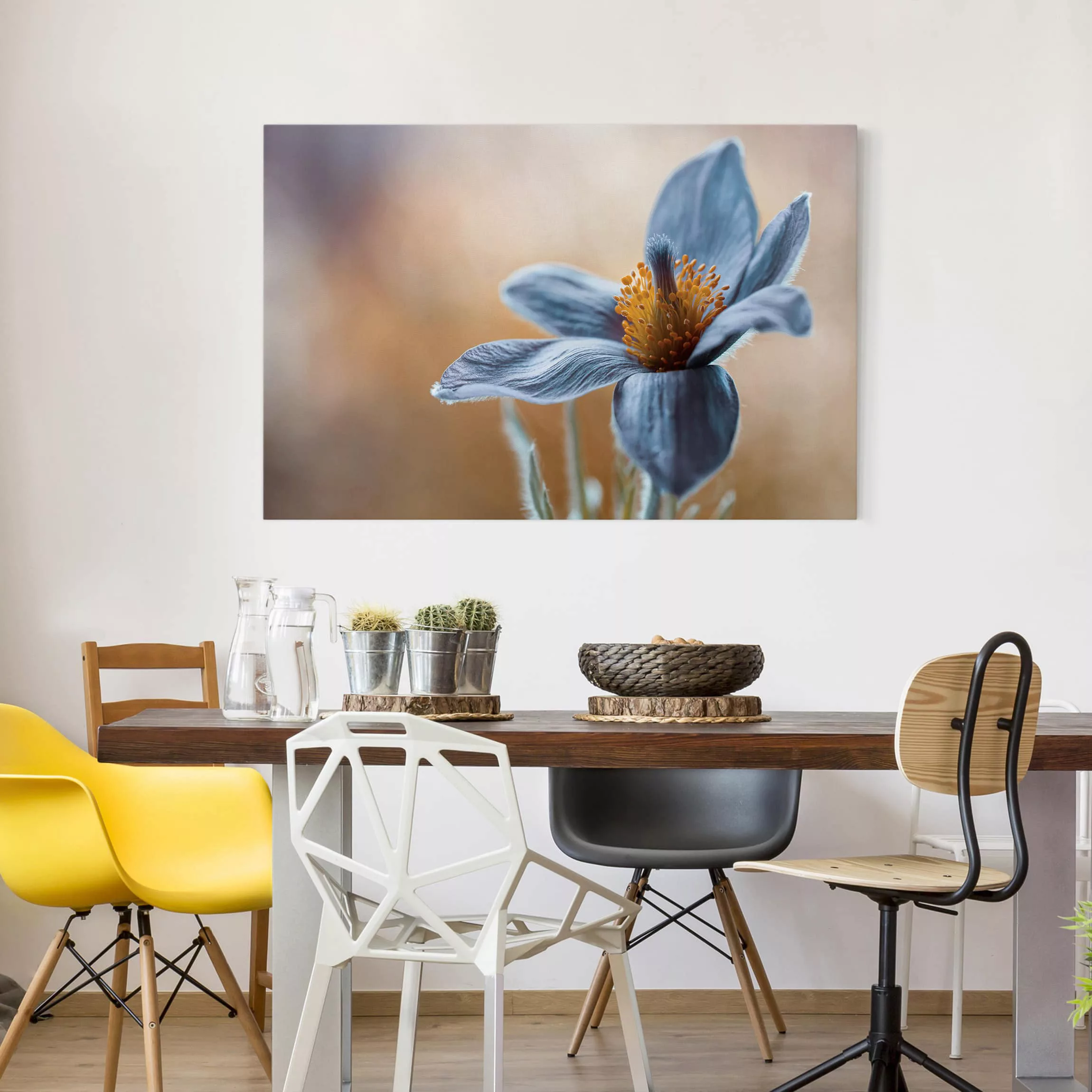 Leinwandbild Blumen - Querformat Kuhschelle in Blau günstig online kaufen