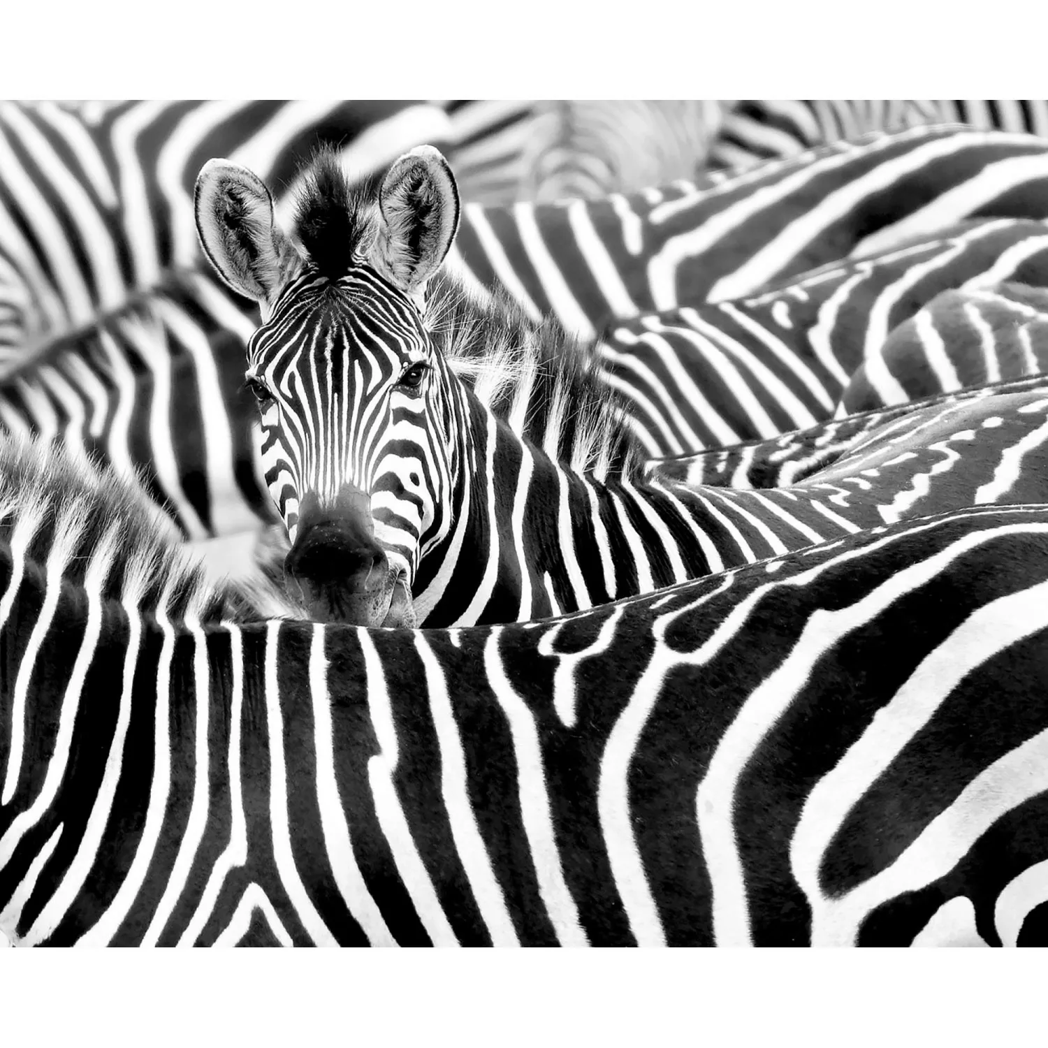 Rasch Digitaldruck African Queen III Zebra Schwarz-Weiß 3,00 x 3,71 m günstig online kaufen