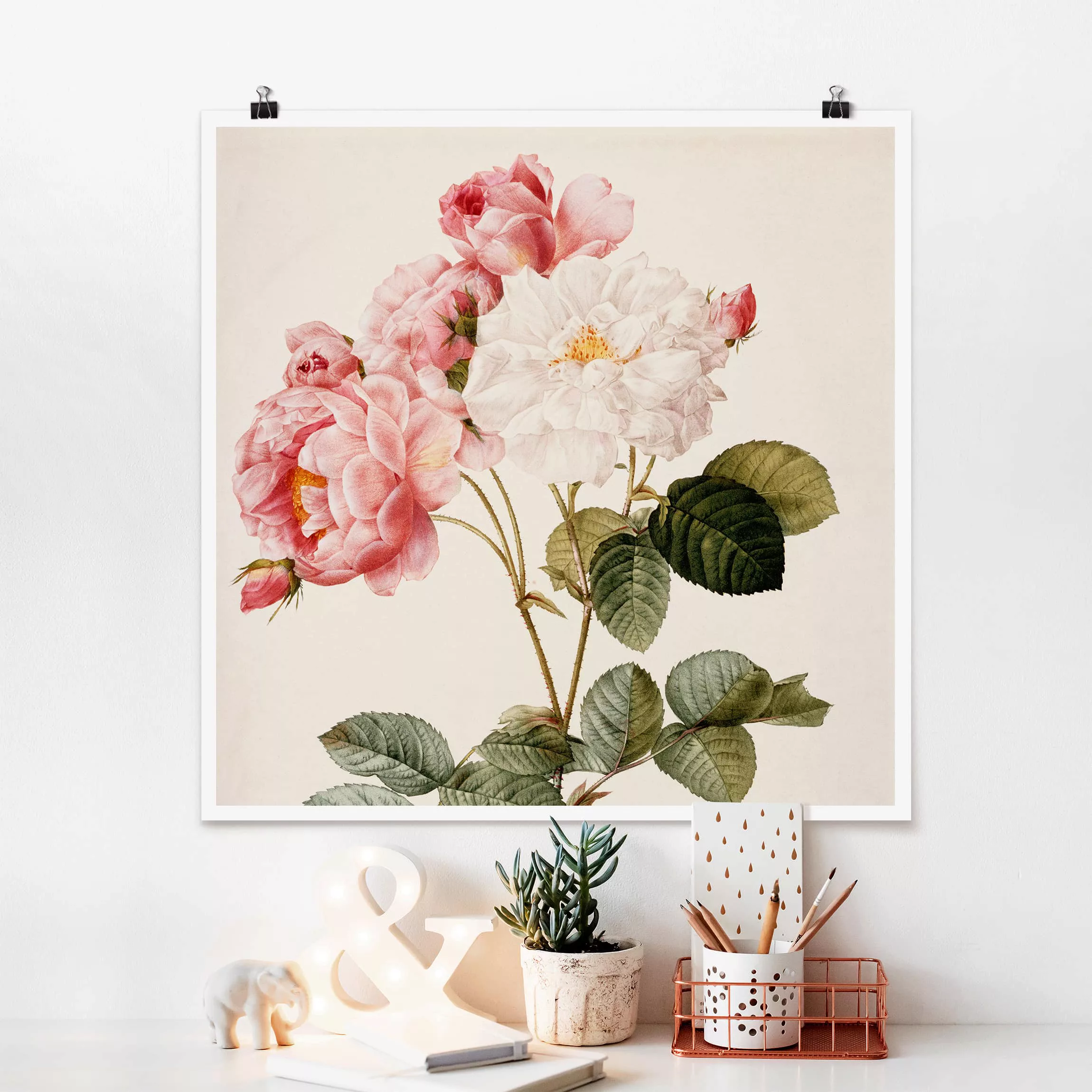 Poster Blumen - Quadrat Pierre Joseph Redouté - Damaszener-Rose günstig online kaufen