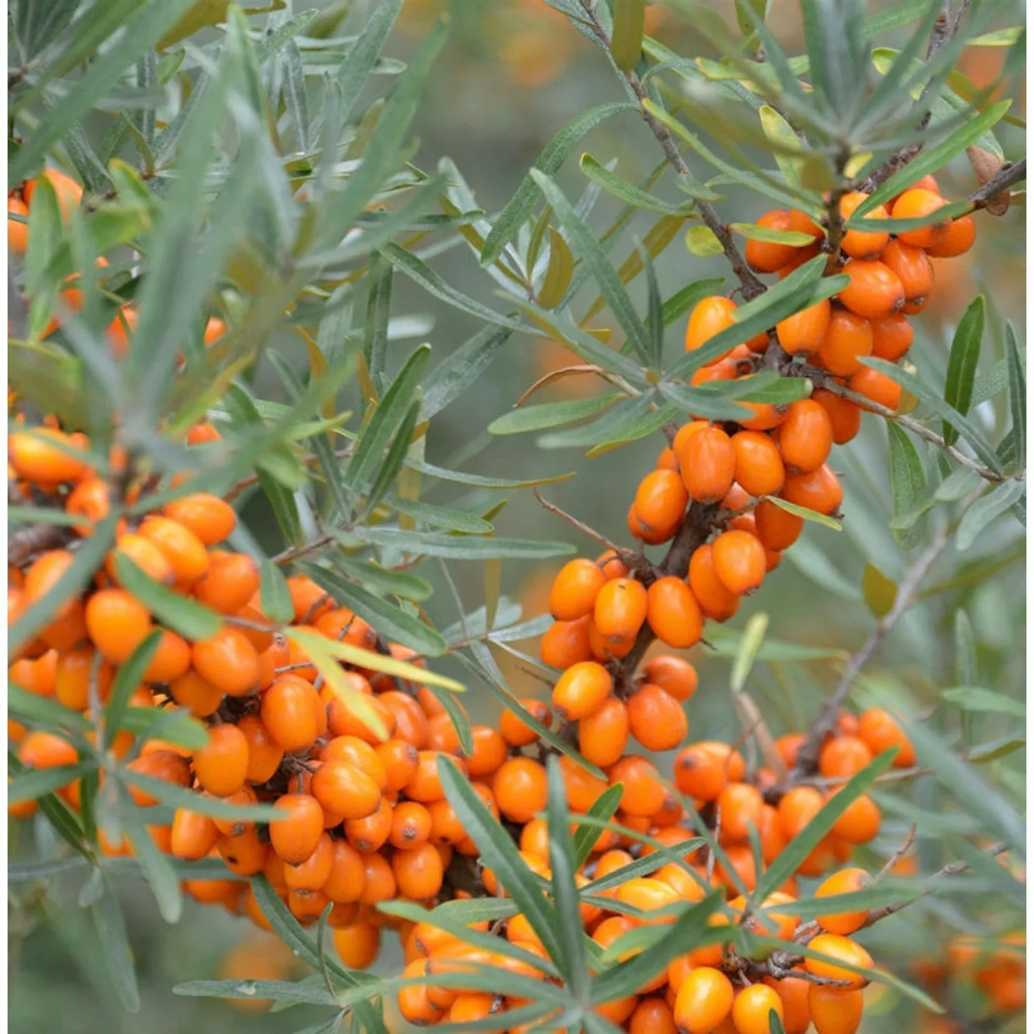 Sanddorn Sirola 60-80cm - Hippophae rhamnoides günstig online kaufen