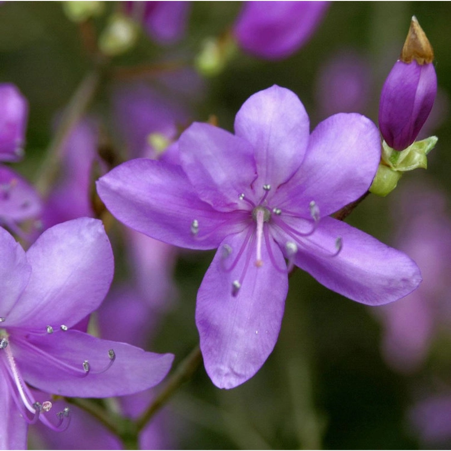 Sommergrüne Azalee reticulatum 40-50cm - Rhododendron reticulatum günstig online kaufen