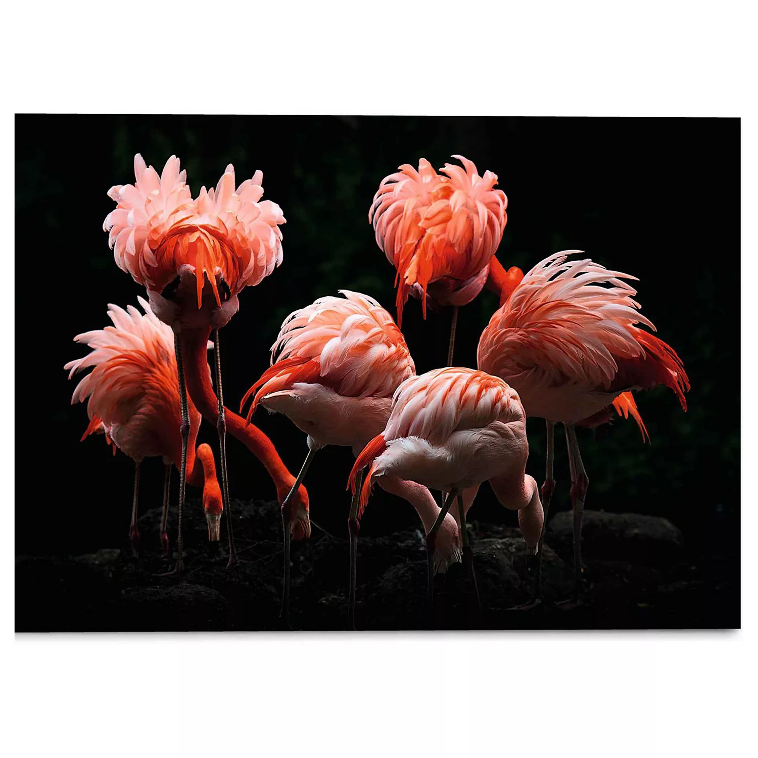 home24 Glasbild Flamingos Renee Claeys günstig online kaufen