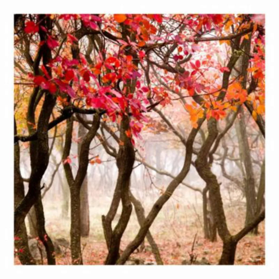 Bilderwelten Fototapete Wald Japan im Herbst rot Gr. 192 x 192 günstig online kaufen