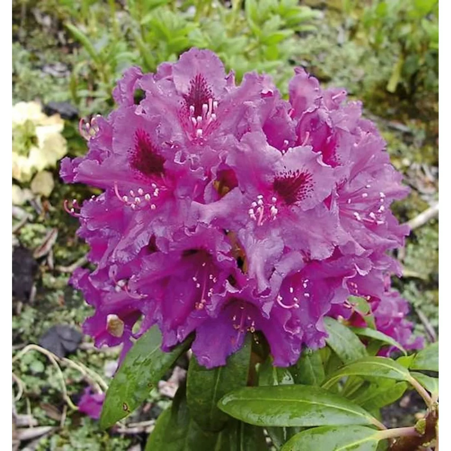 INKARHO - Großblumige Rhododendron Azurro 60-70cm - Alpenrose günstig online kaufen