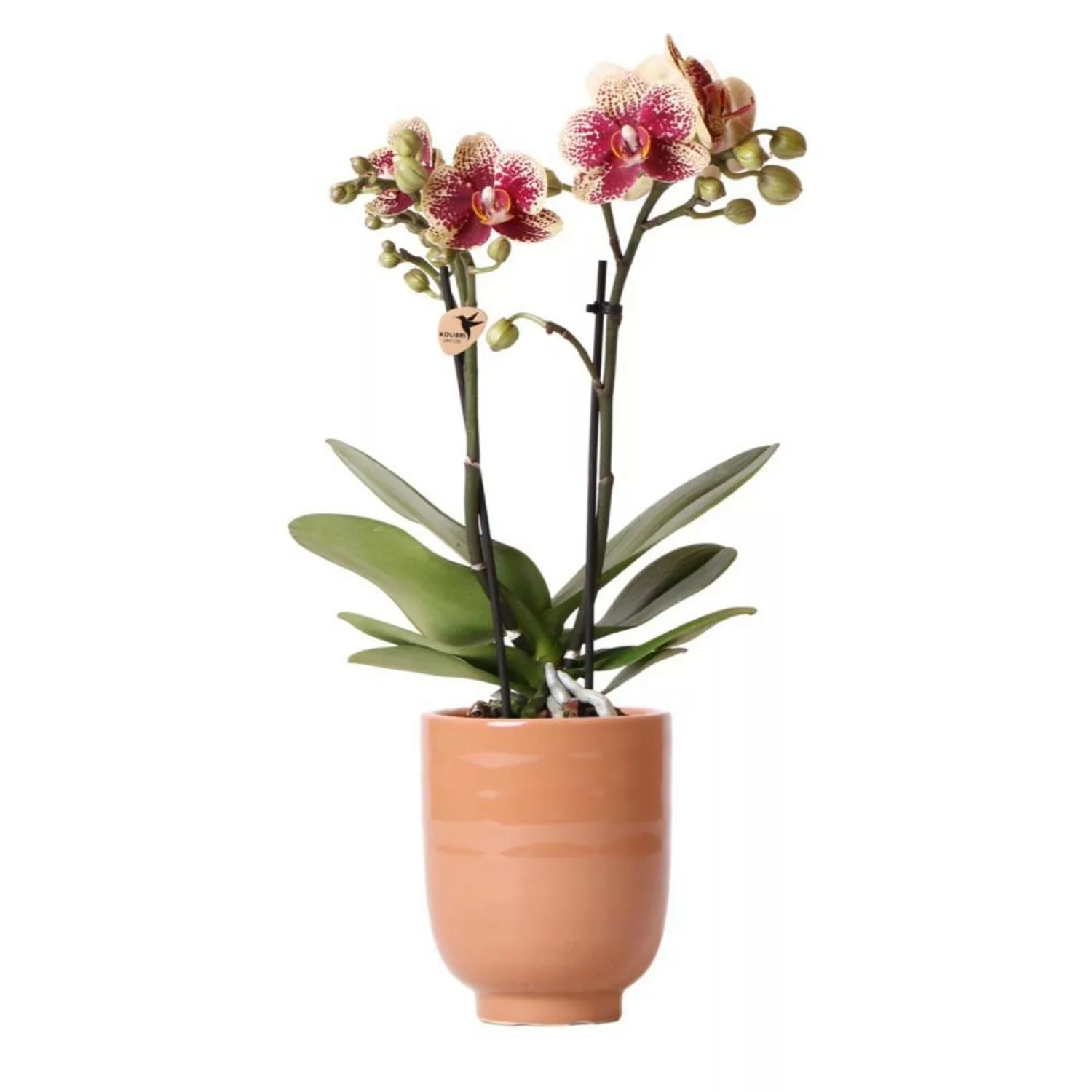 Kolibri Orchids Gelbe Rote Phalaenopsis Orchidee Spanien & Glasierter Ziert günstig online kaufen