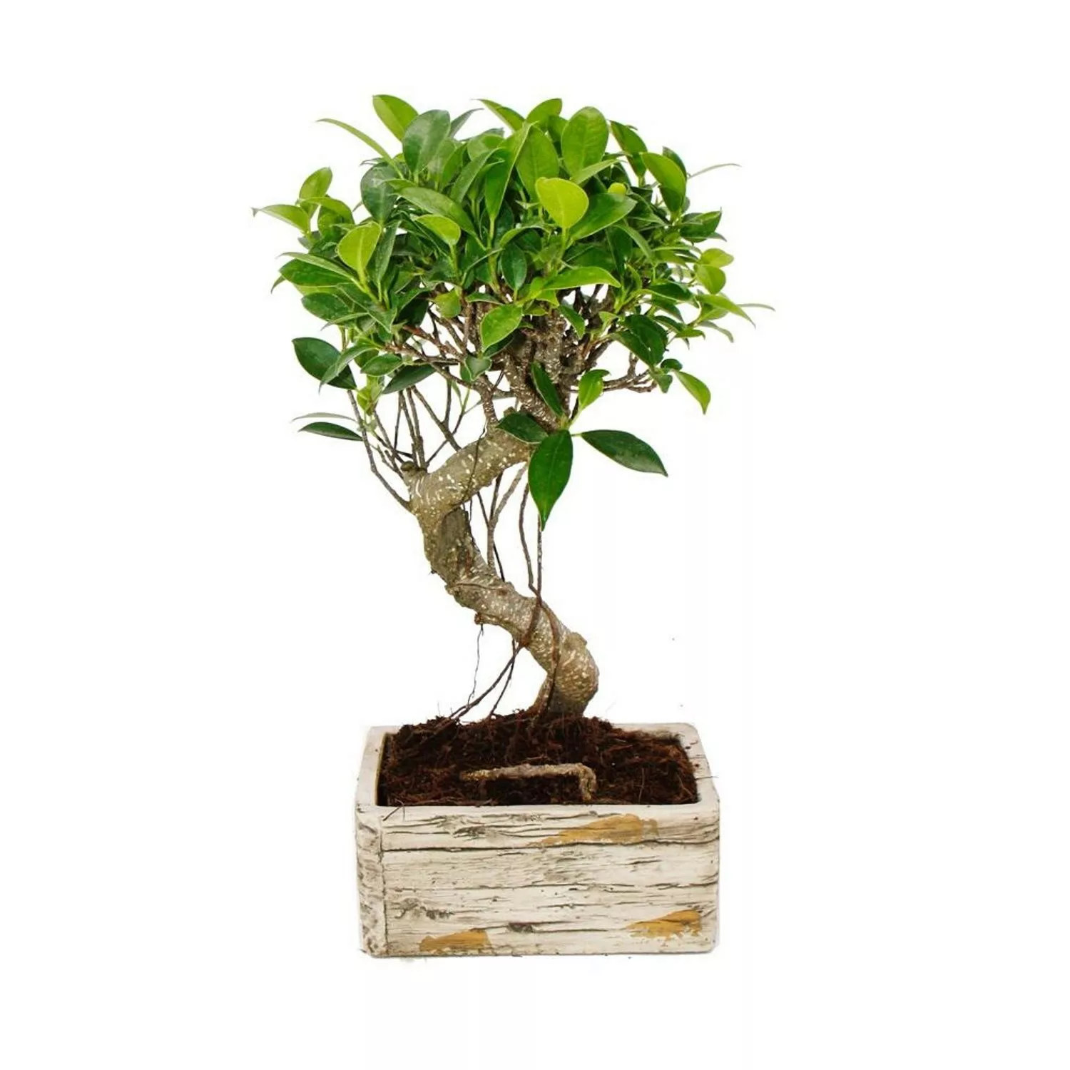 Exotenherz Bonsai für Zimmer in Moderner Trendkeramik Zimmerbonsai Ficus 6 günstig online kaufen