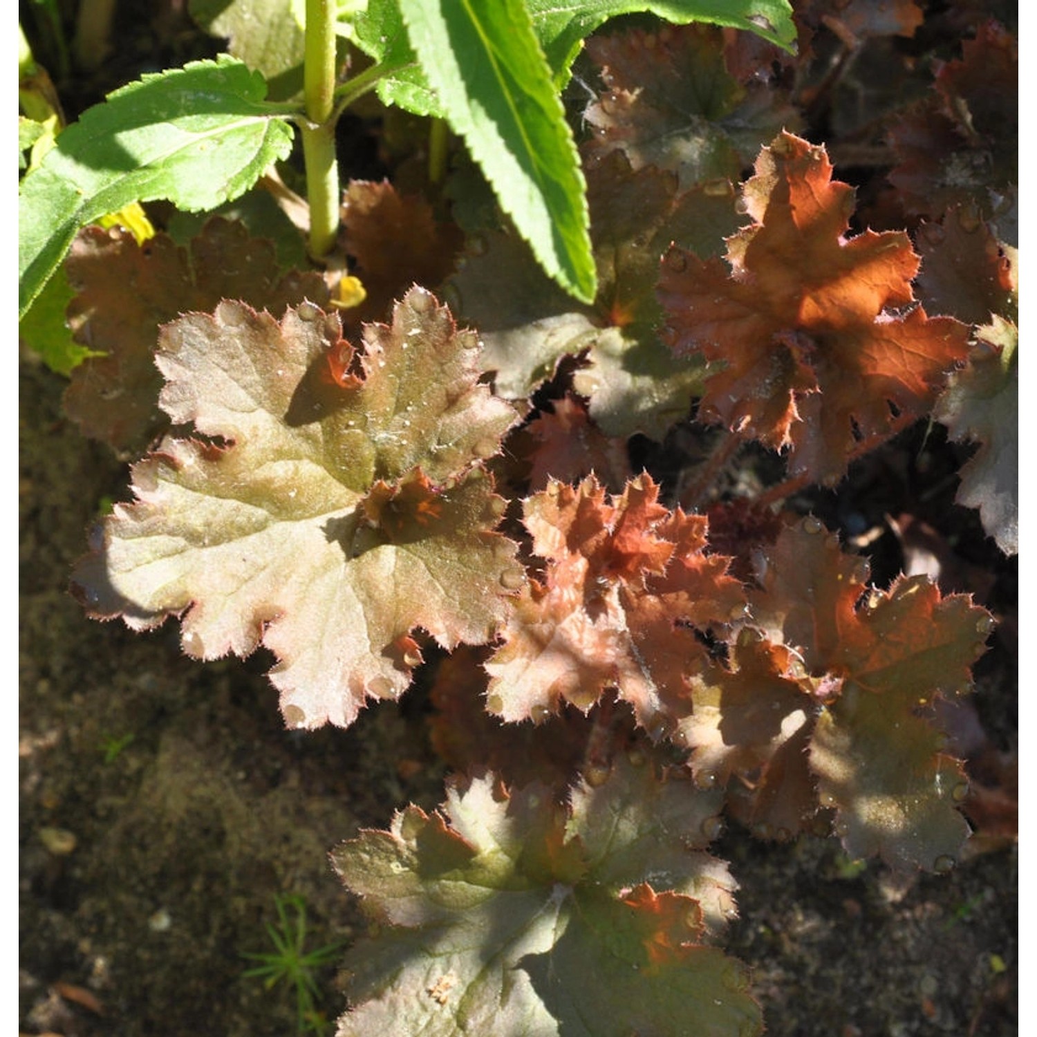 Purpurglöckchen Cappuccino - Heuchera micrantha günstig online kaufen