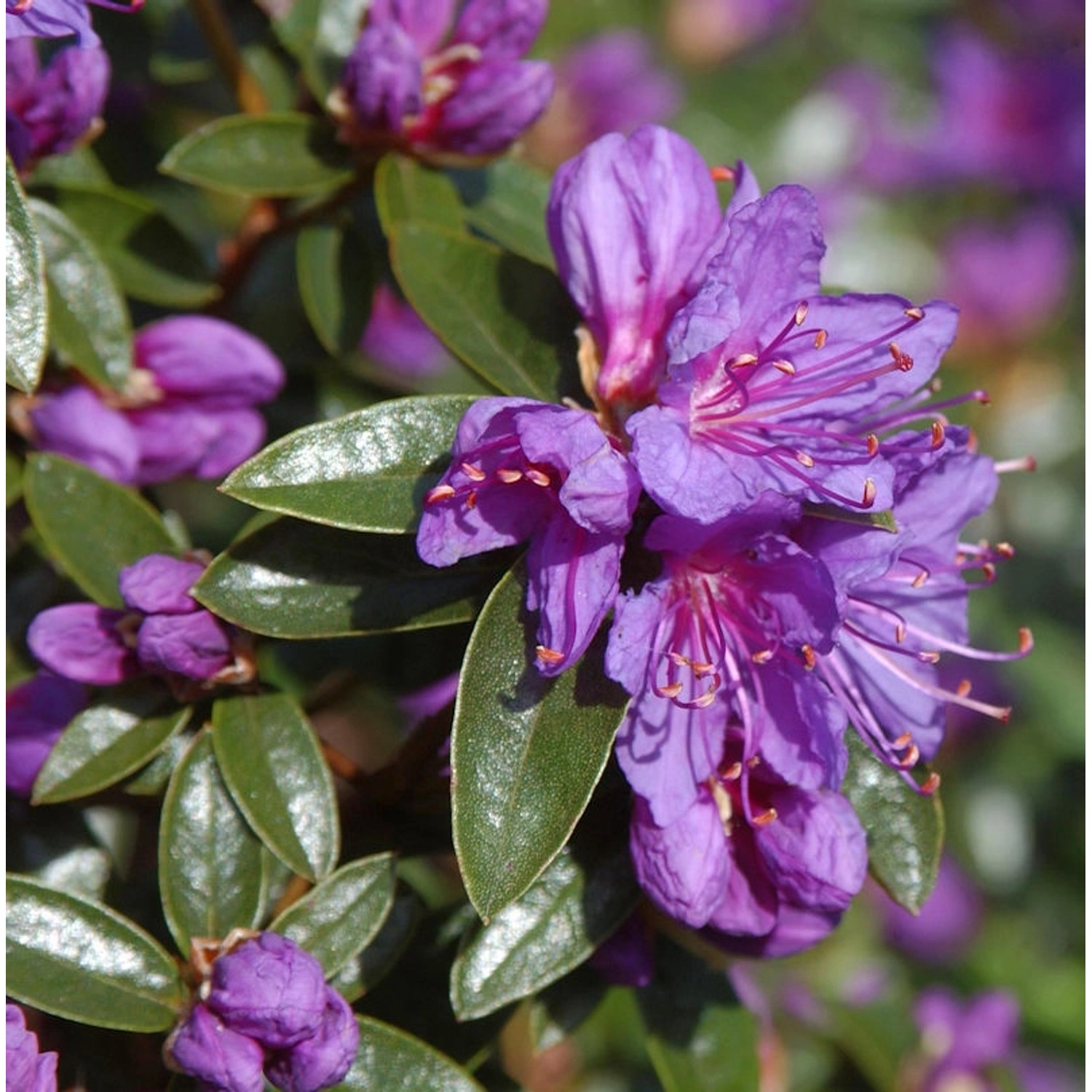 Zwerg Rhododendron Blue Wonder 20-25cm - Rhododendron russatum - Zwerg Alpe günstig online kaufen