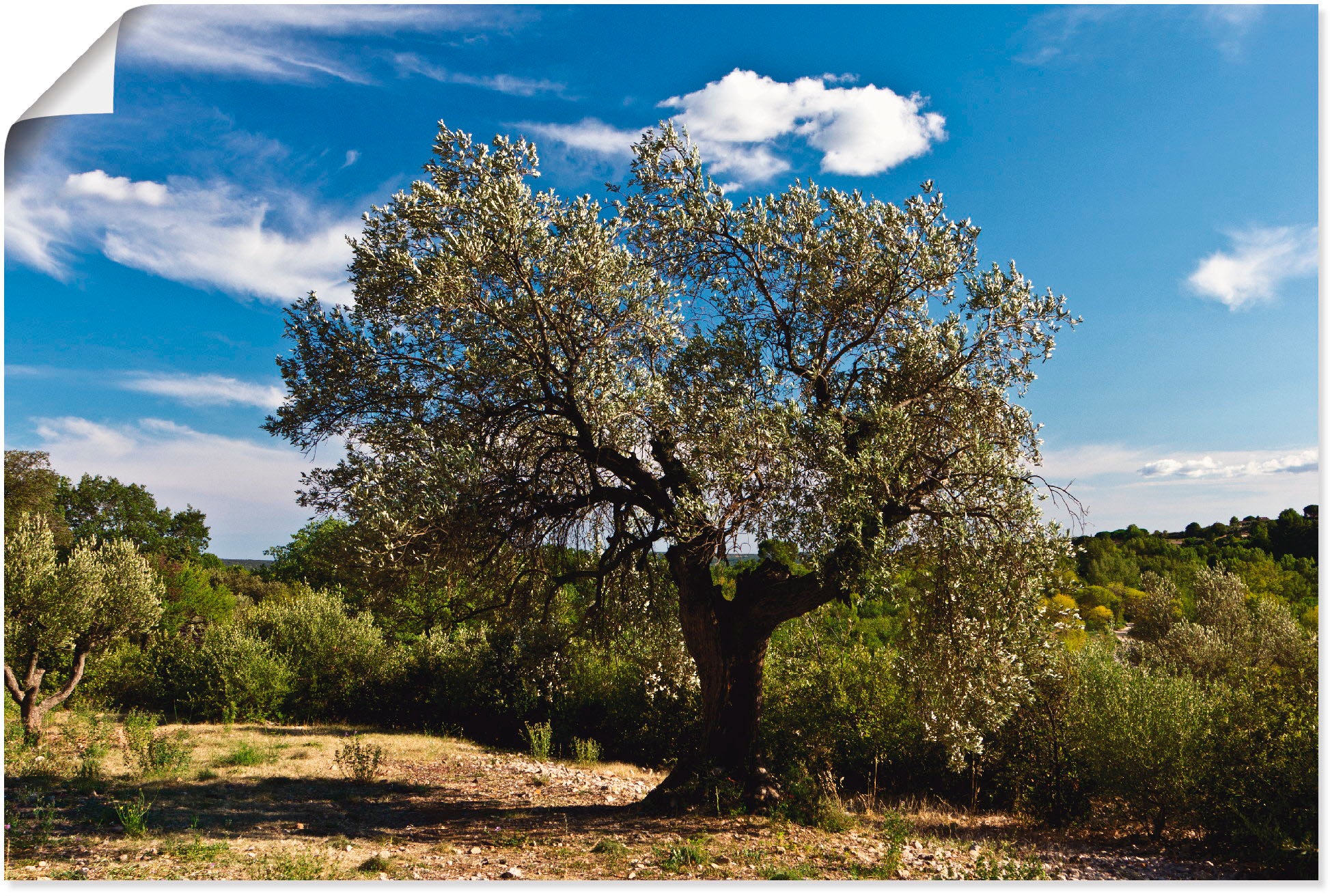 Artland Wandbild "Olivenbaum in Südfrankreich", Bäume, (1 St.), als Alubild günstig online kaufen