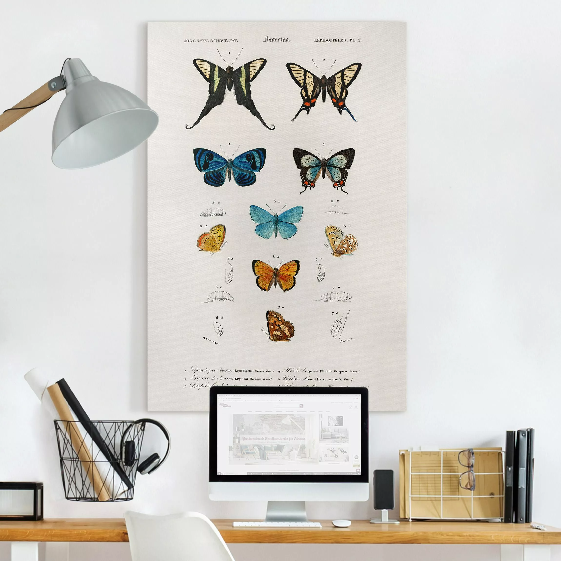 Leinwandbild Vintage Lehrtafel Schmetterlinge I günstig online kaufen