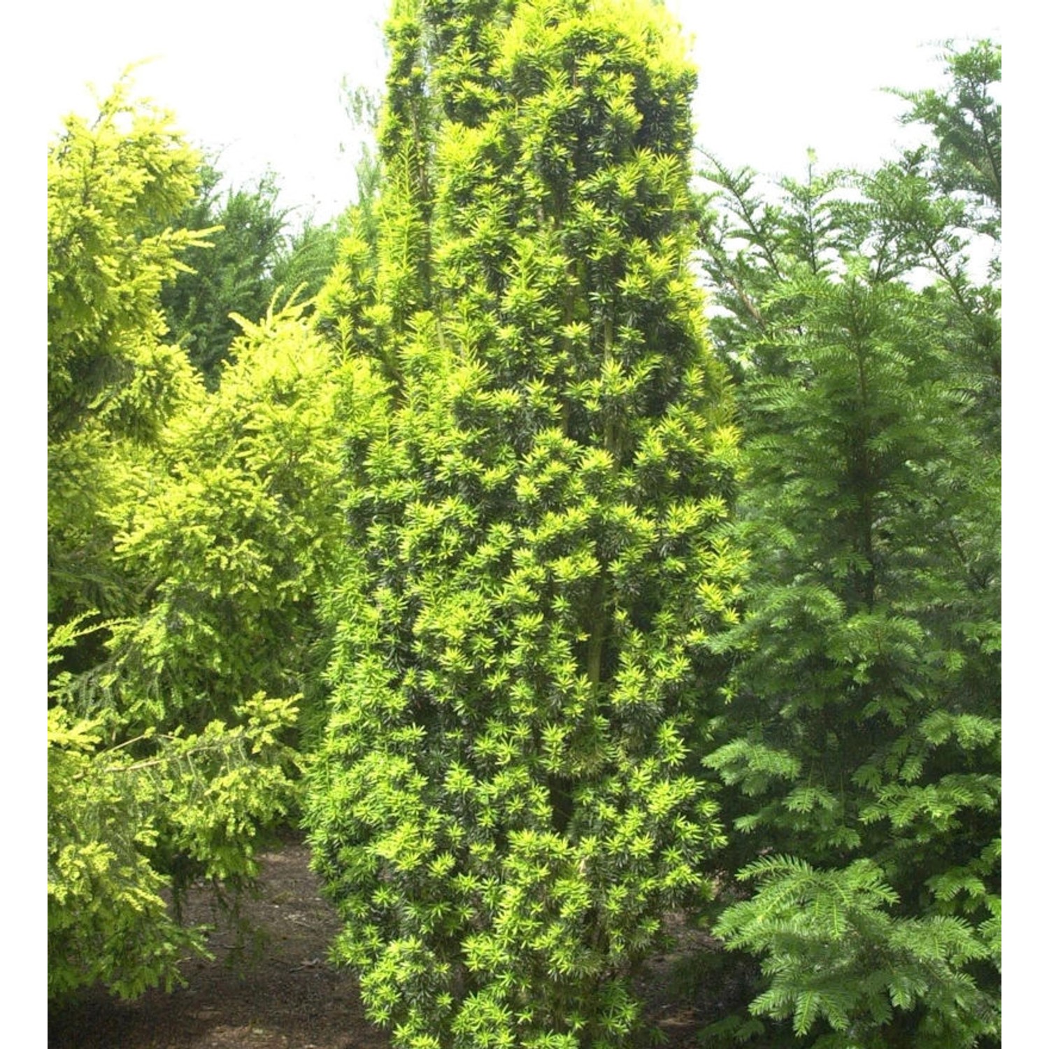 Gelbe Säuleneibe 30-40cm - Taxus baccata Fastigiata Aureomarginata günstig online kaufen