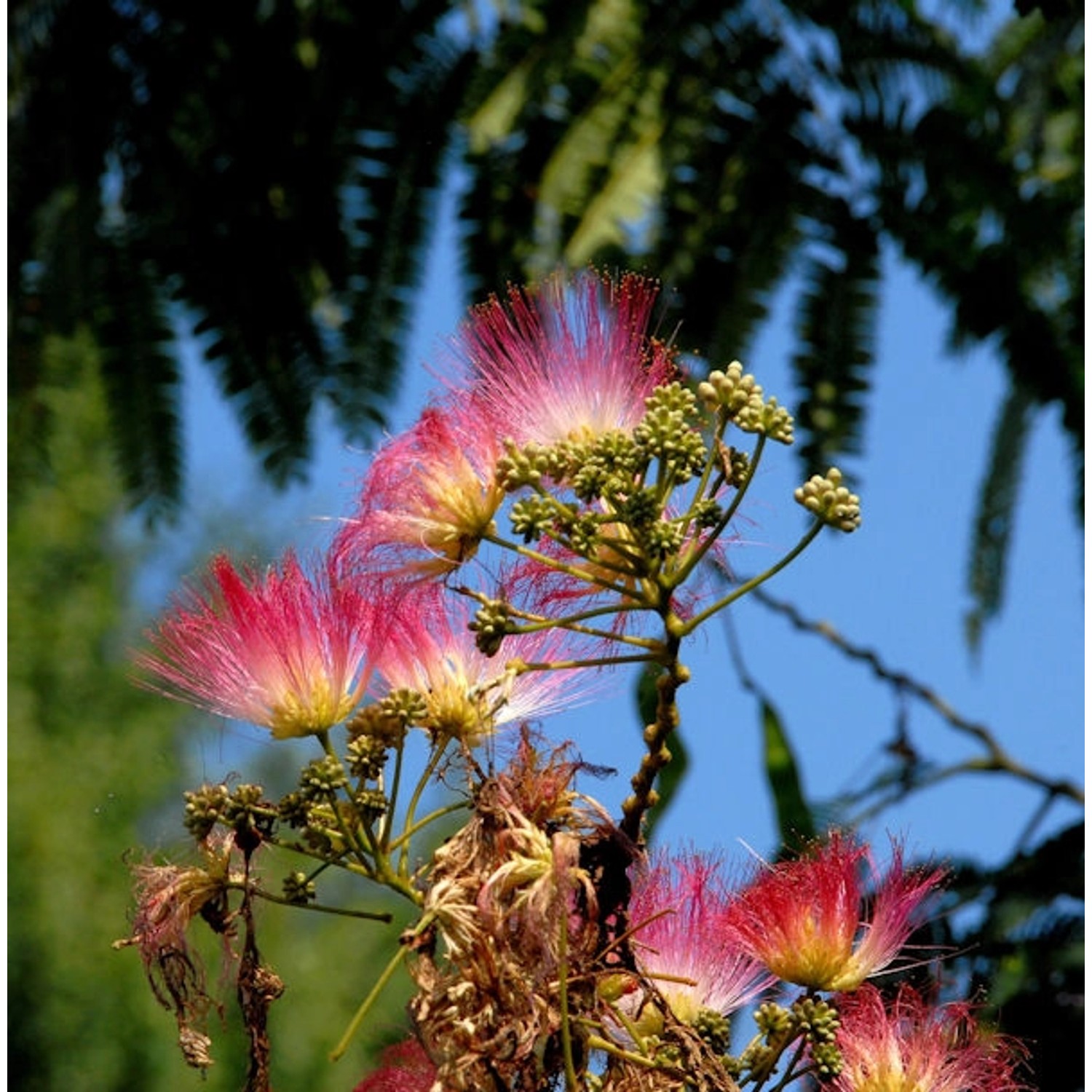 Seidenakazie Evis Pride - Schlafbaum 100-125cm - Albizia julibrissin günstig online kaufen