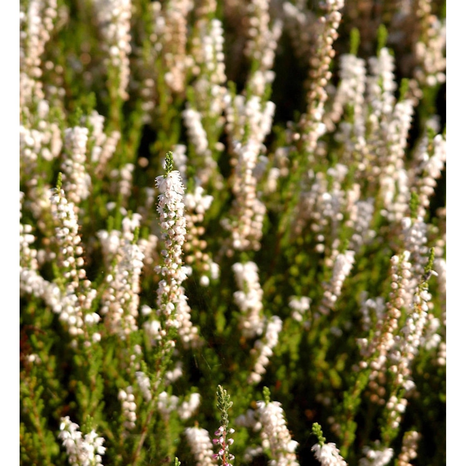 10x Besenheide Spring Cream - Calluna vulgaris günstig online kaufen