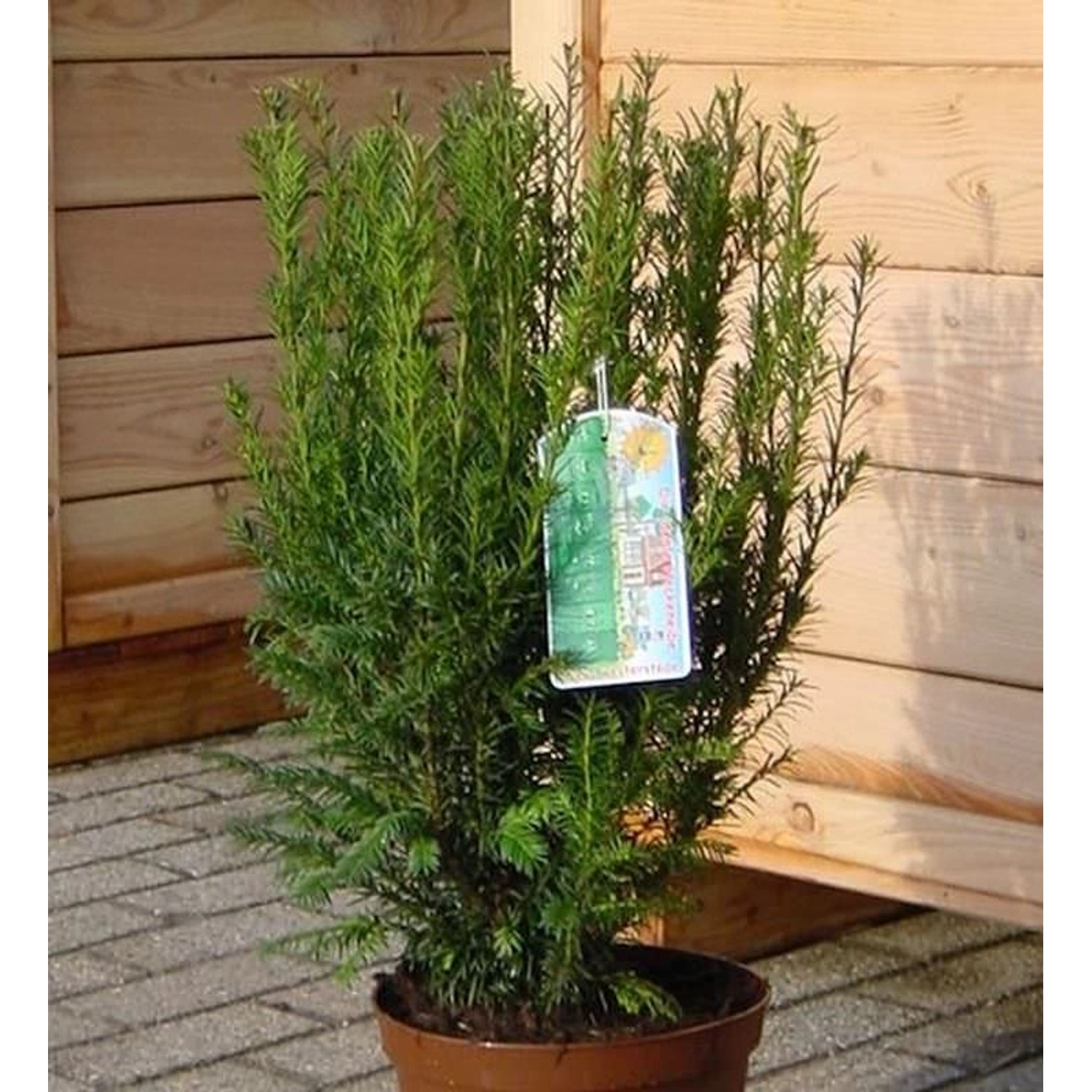 Heckeneibe Westerstede 70-80cm - Taxus baccata günstig online kaufen