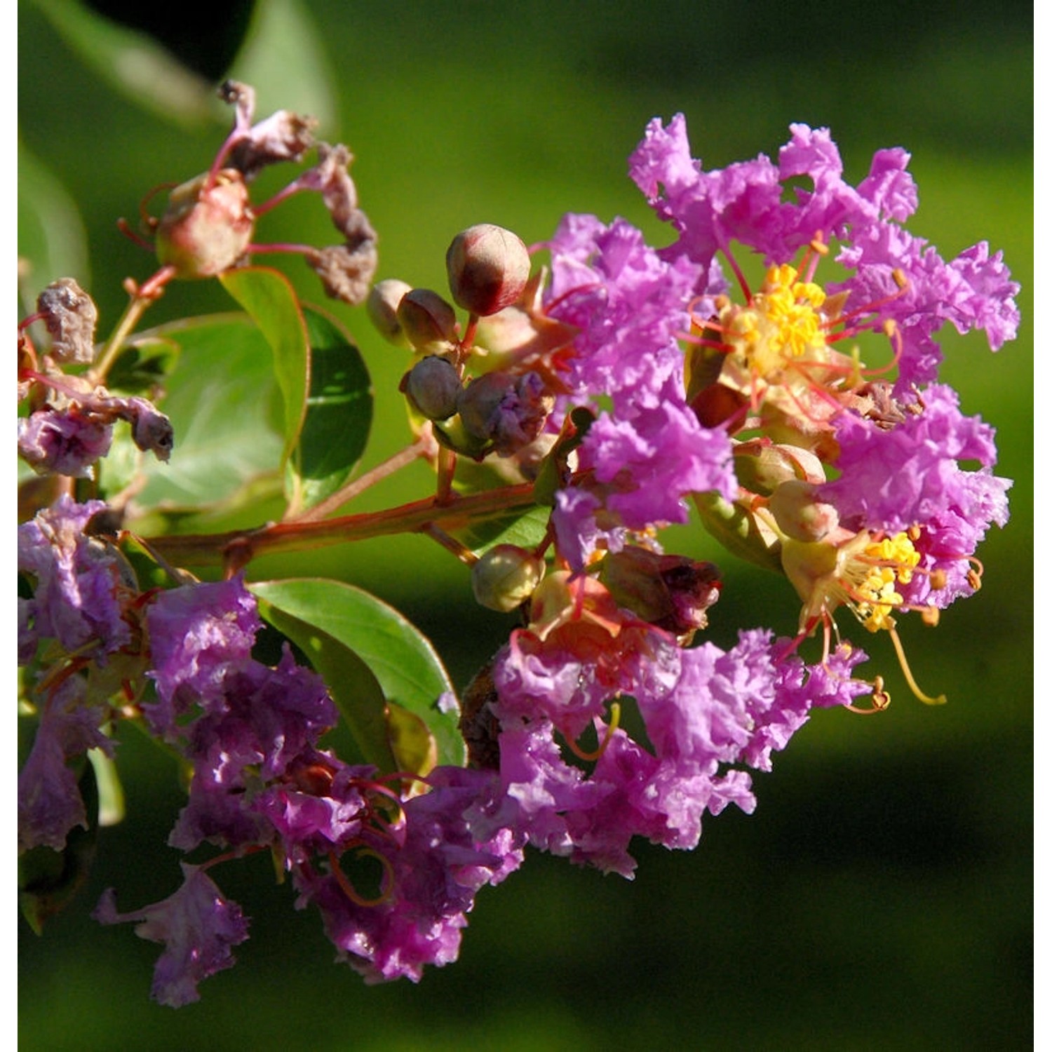 Hochstamm Chinesische Kräuselmyrte Purple Star 80-100cm - Lagerstroemia ind günstig online kaufen