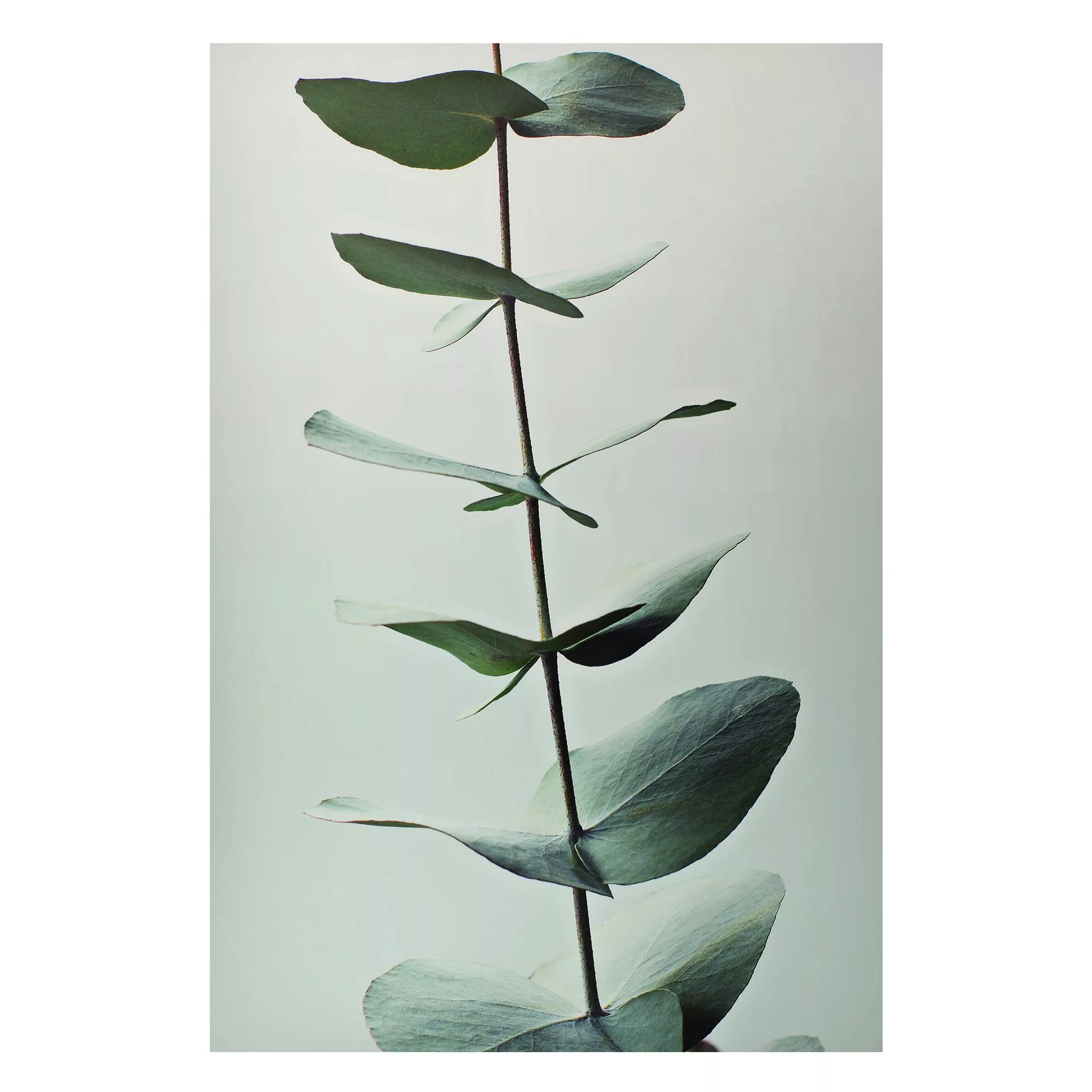 Magnettafel Symmetrischer Eukalyptuszweig günstig online kaufen