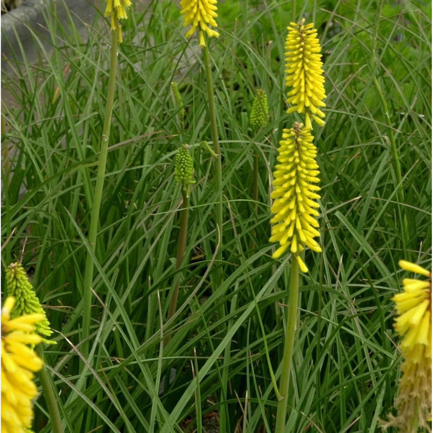 Fackellilie Minister Veschur - Kniphofia Hybrid günstig online kaufen